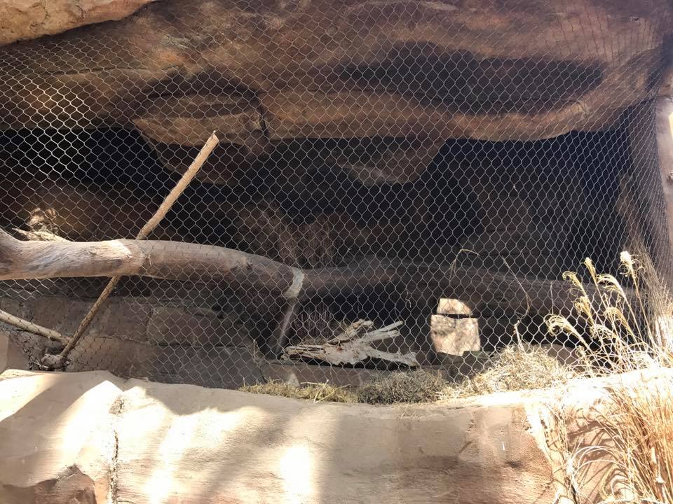 Desert Dome- Bat-Eared Fox