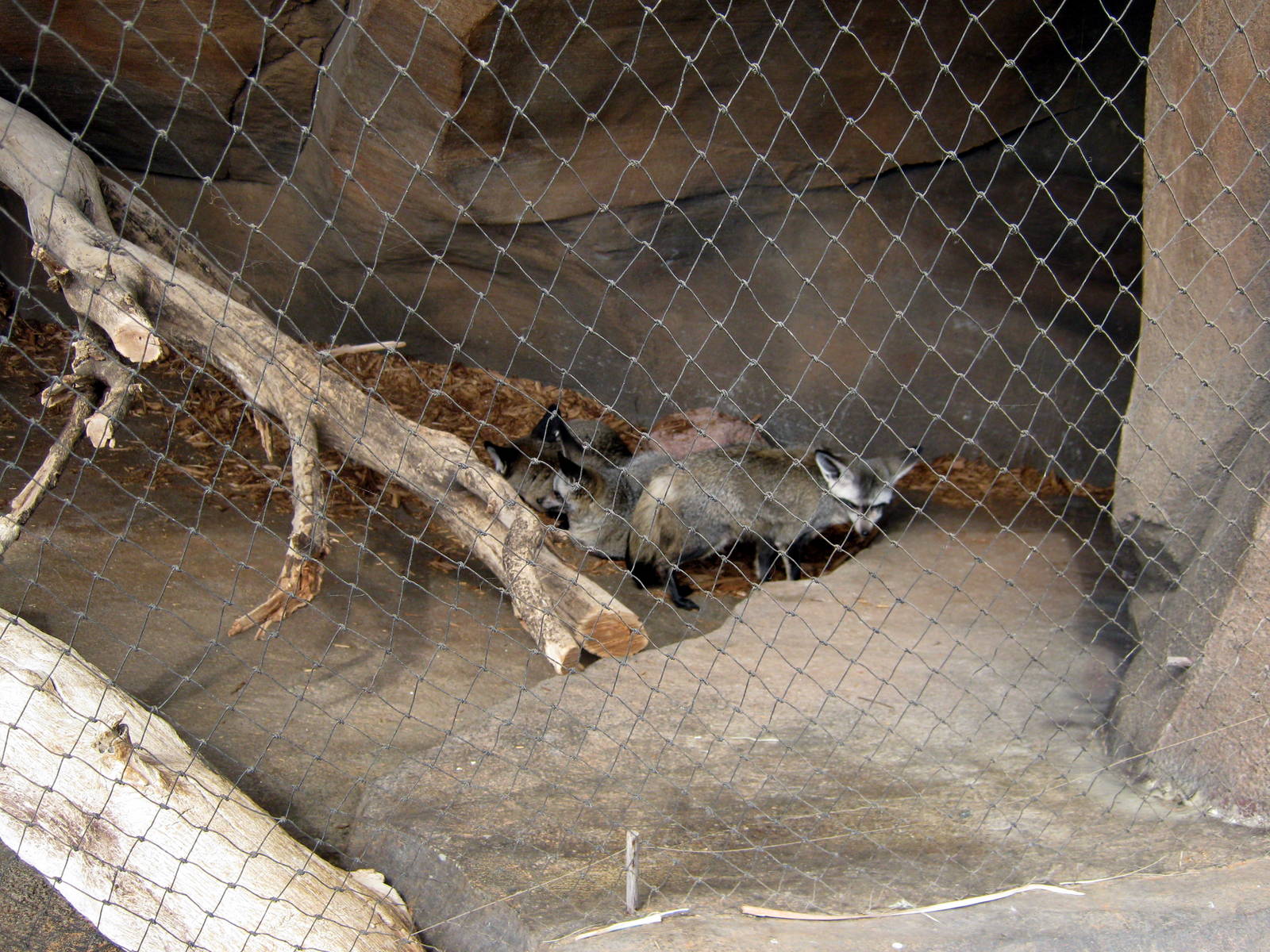 Desert Dome-Bat Eared Foxes