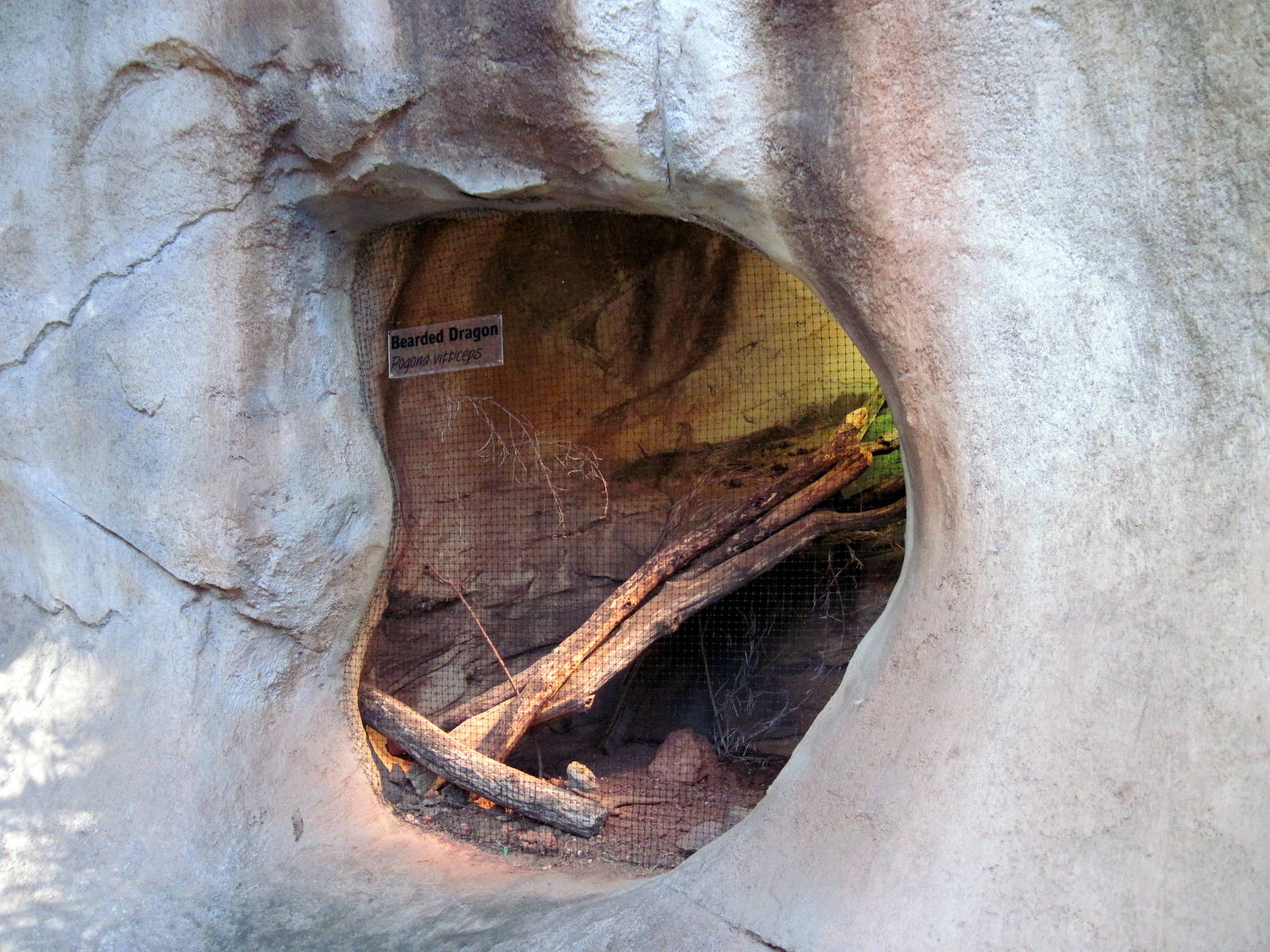 Desert Dome-Bearded Dragon Exhibit