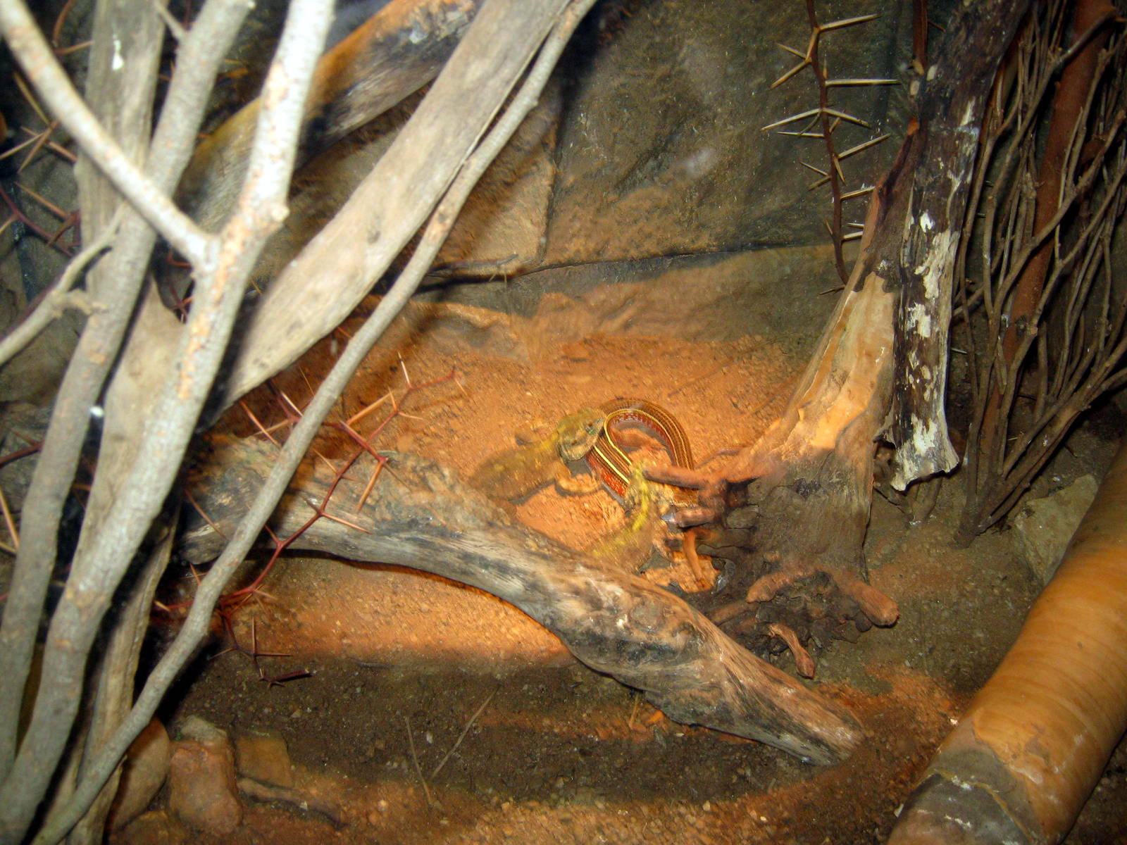 Desert Dome-Bearded Dragon