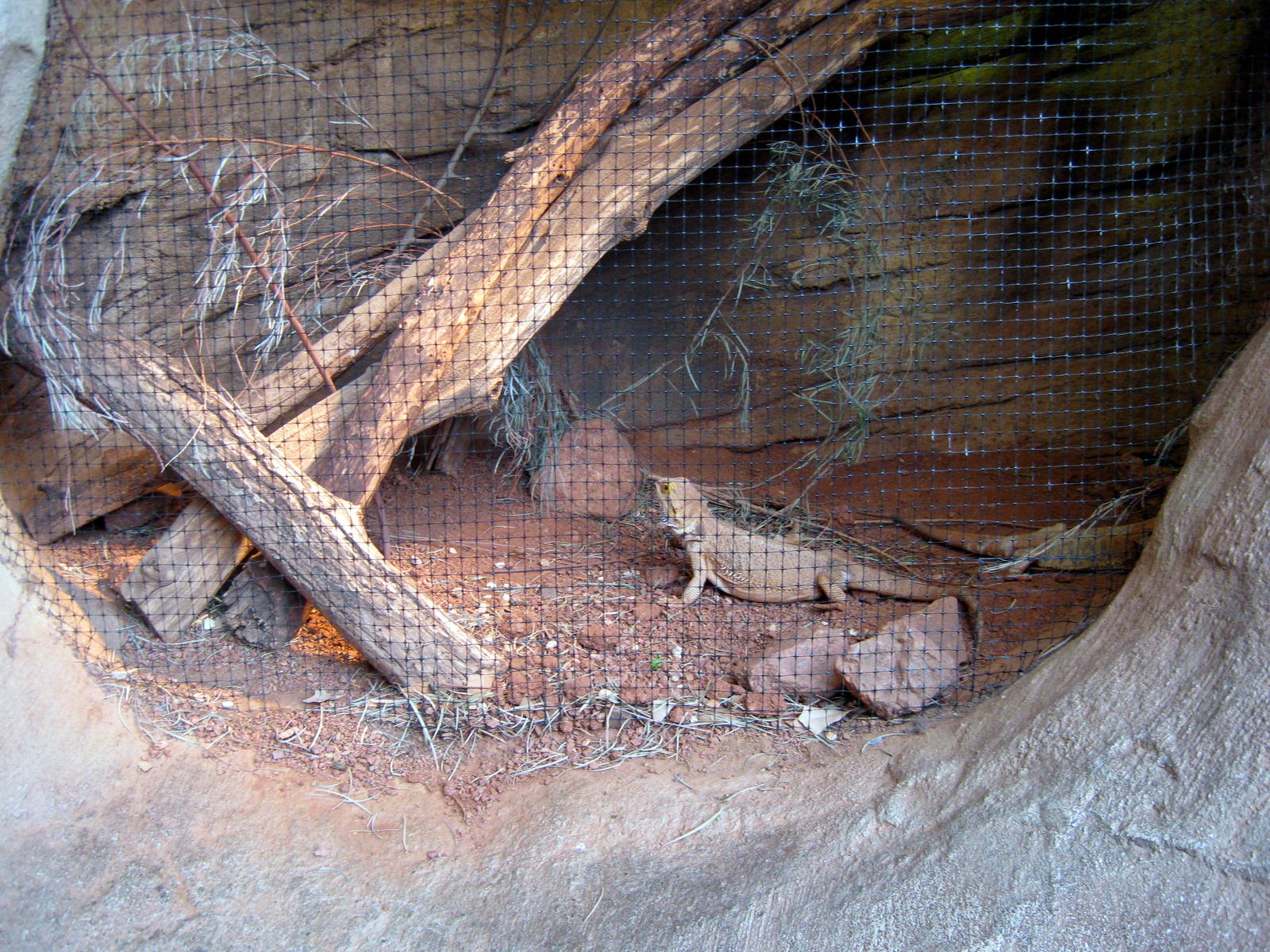 Desert Dome-Bearded Dragonh