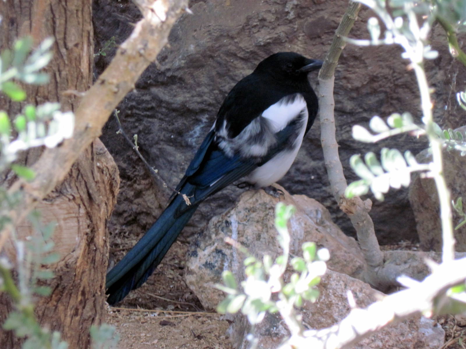 Desert Dome-Black-billed Magpie