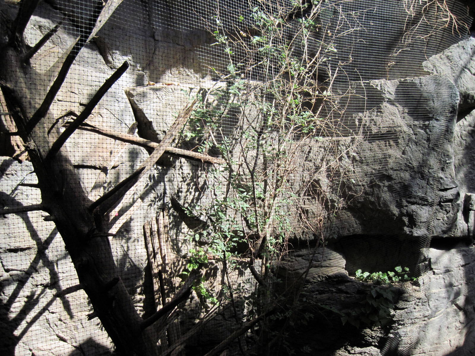 Desert Dome-Black-chinned Hummingbird Exhibit