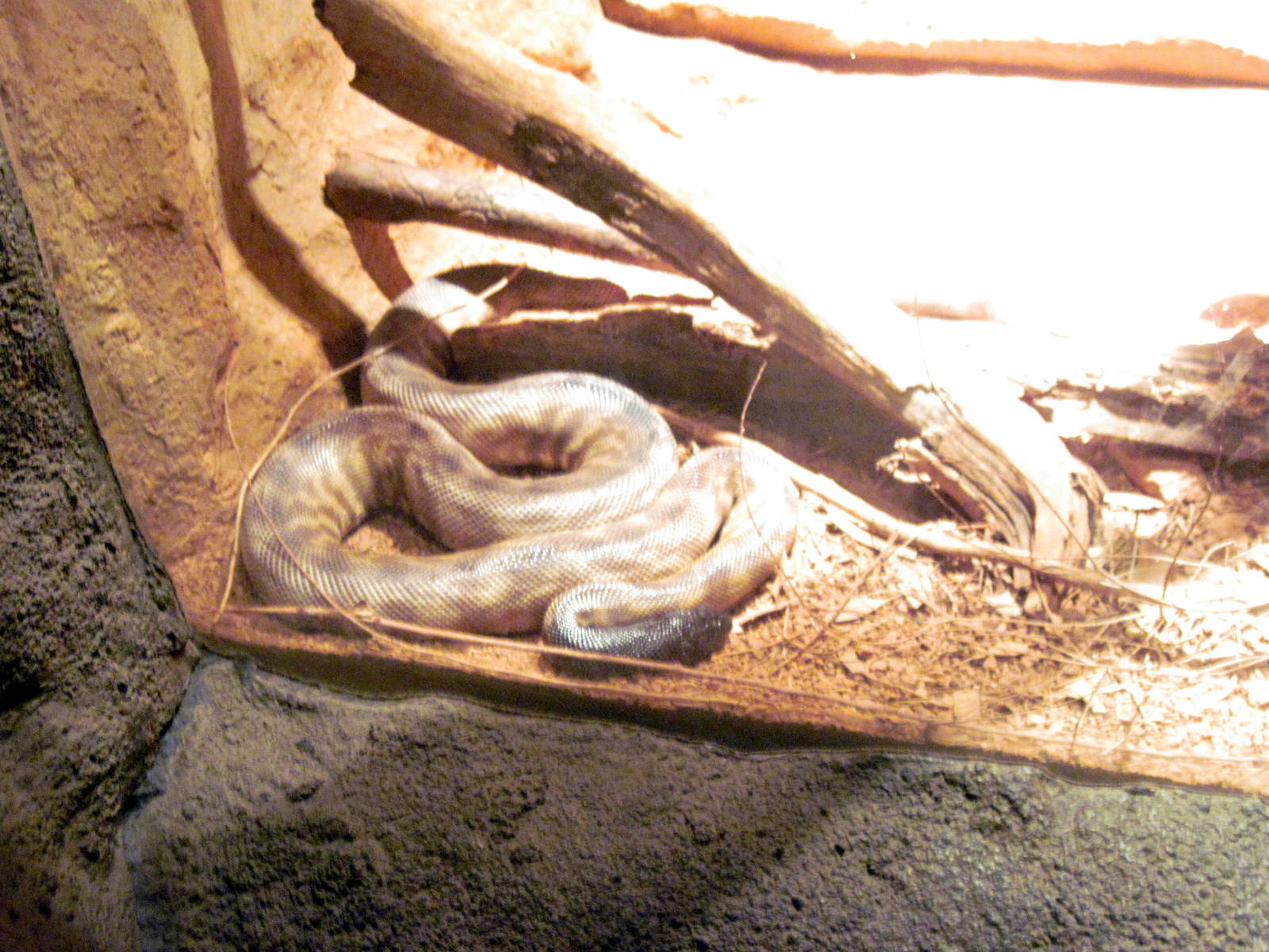 Desert Dome-Black-headed Python