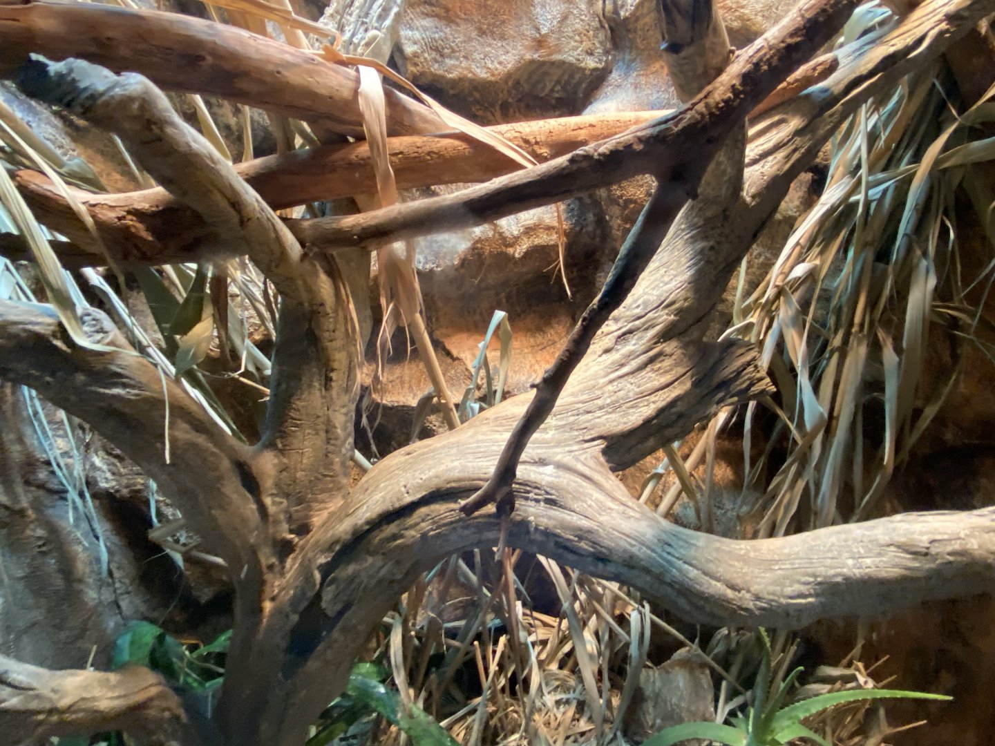 Desert Dome - Black Mamba Terrarium