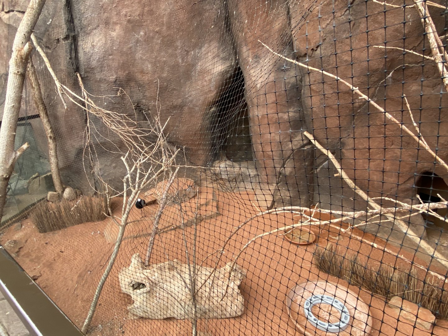 Desert Dome - Blacksmith Plover Exhibit