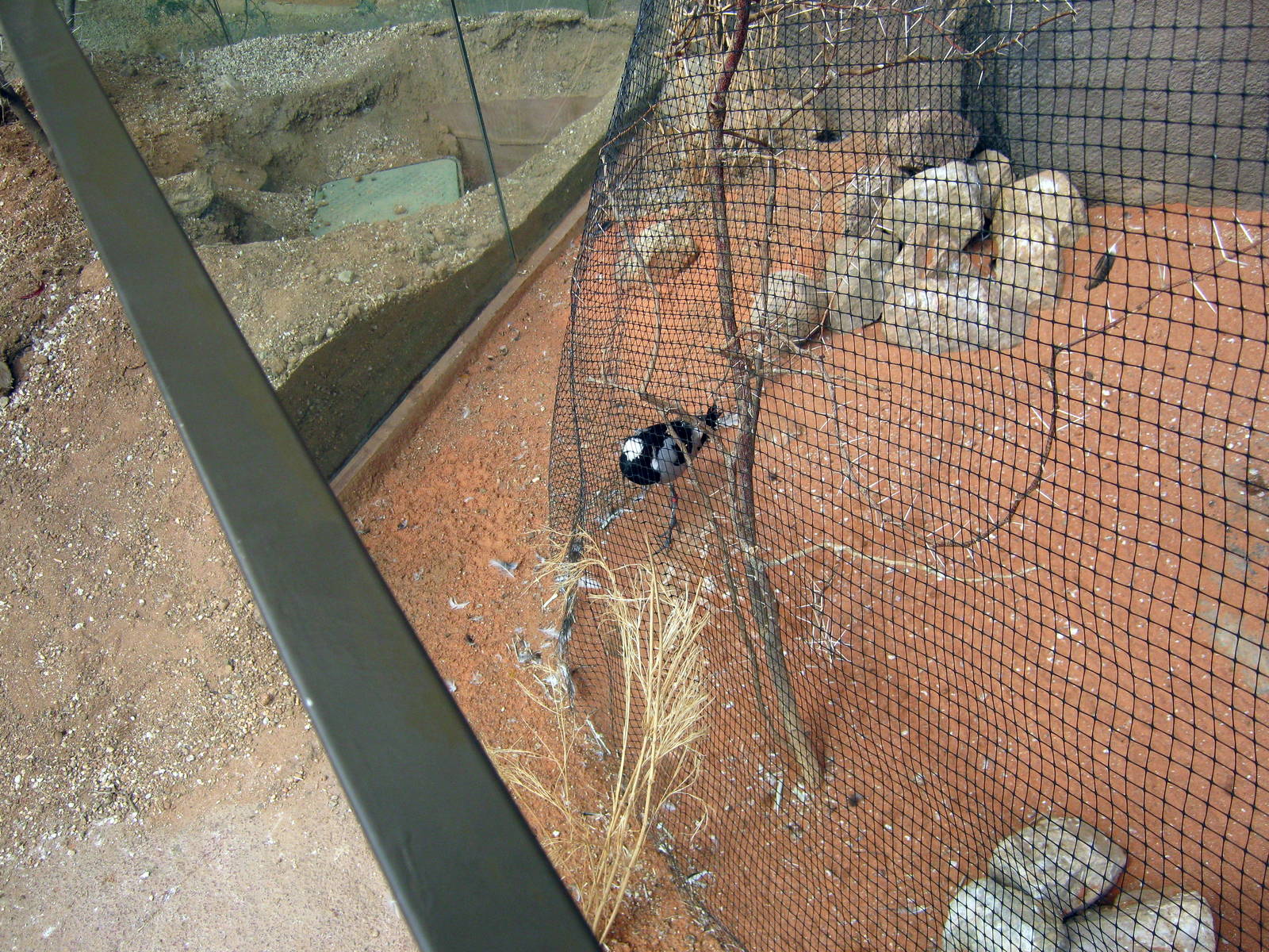 Desert Dome-Blacksmith Plover