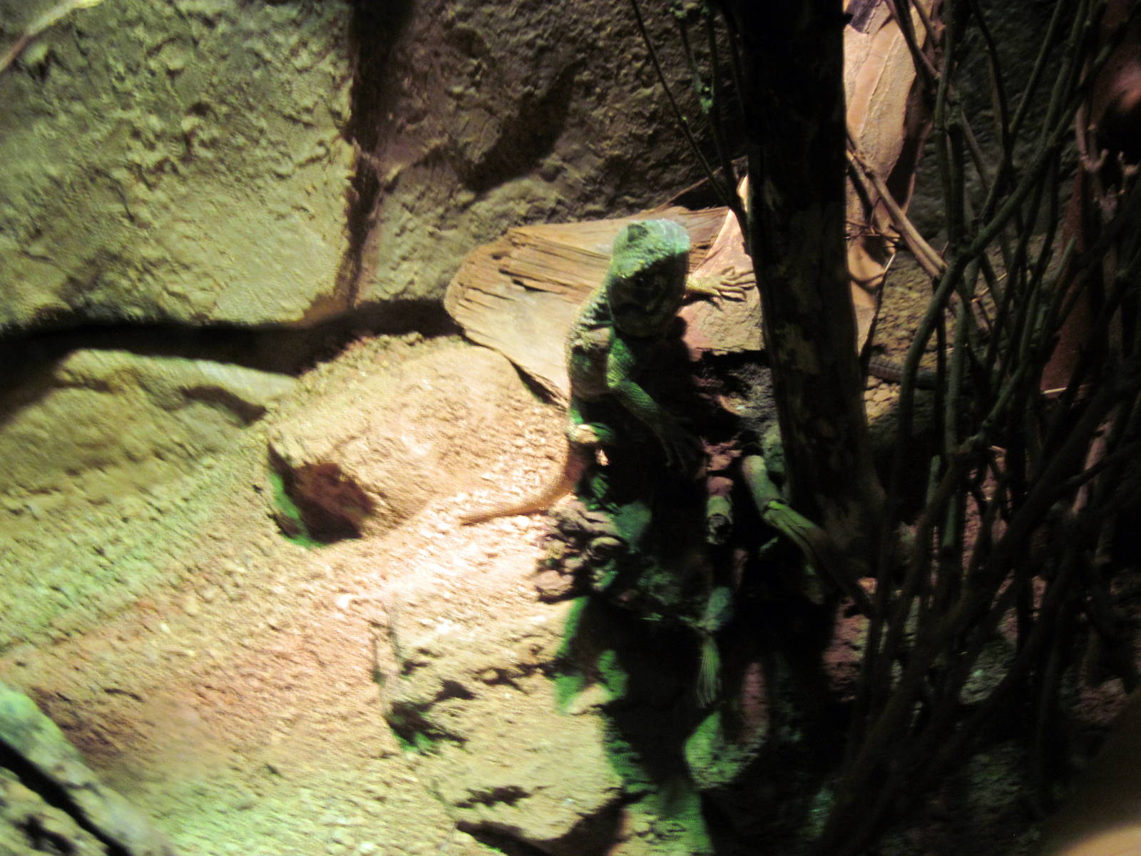 Desert Dome-Blue-beaded Tree Agama