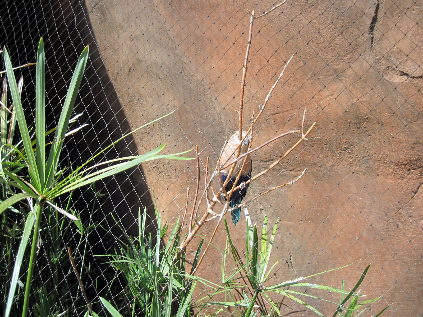 Desert Dome-Blue-bellied Roller