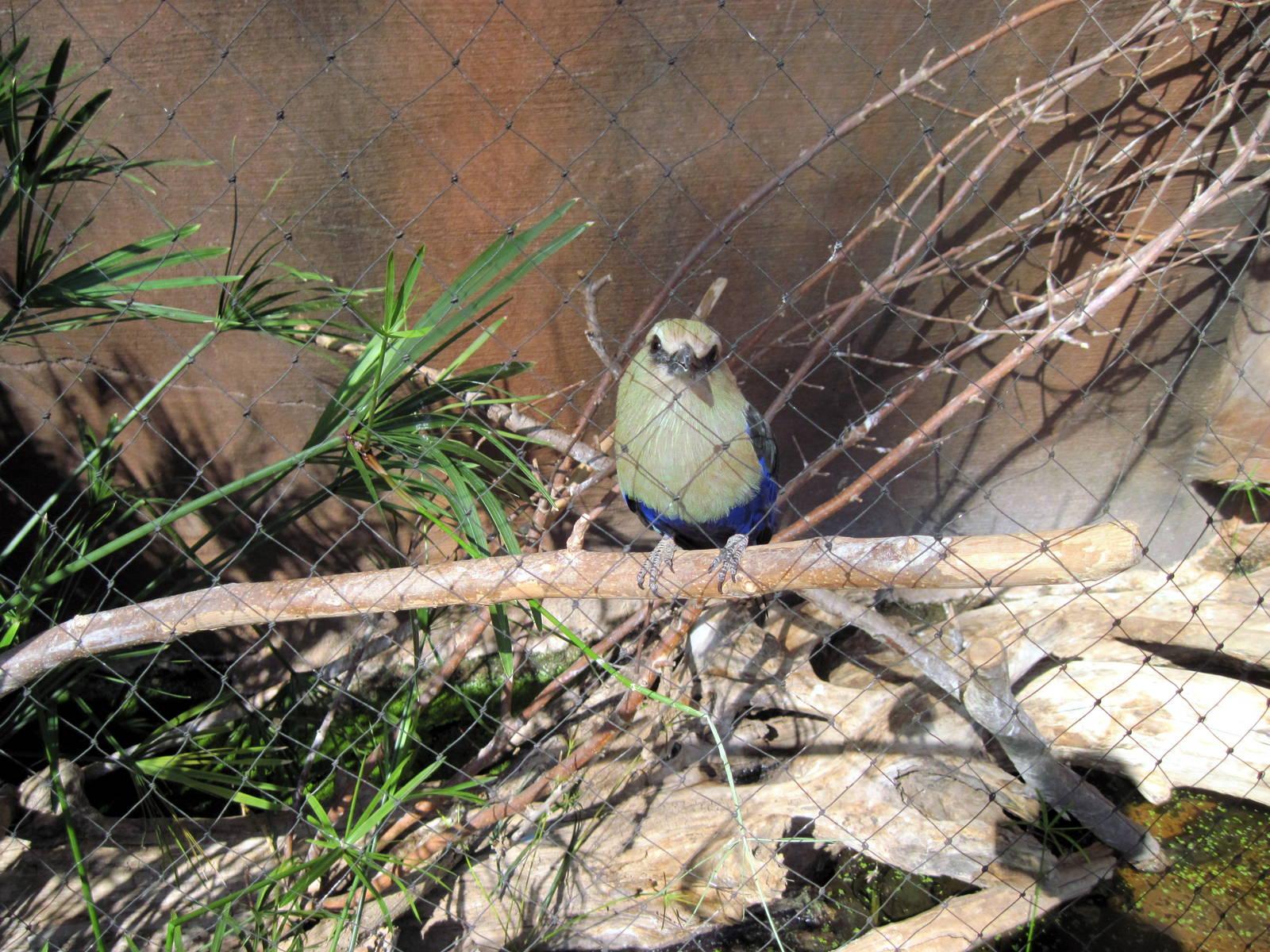 Desert Dome-Blue-bellied Roller