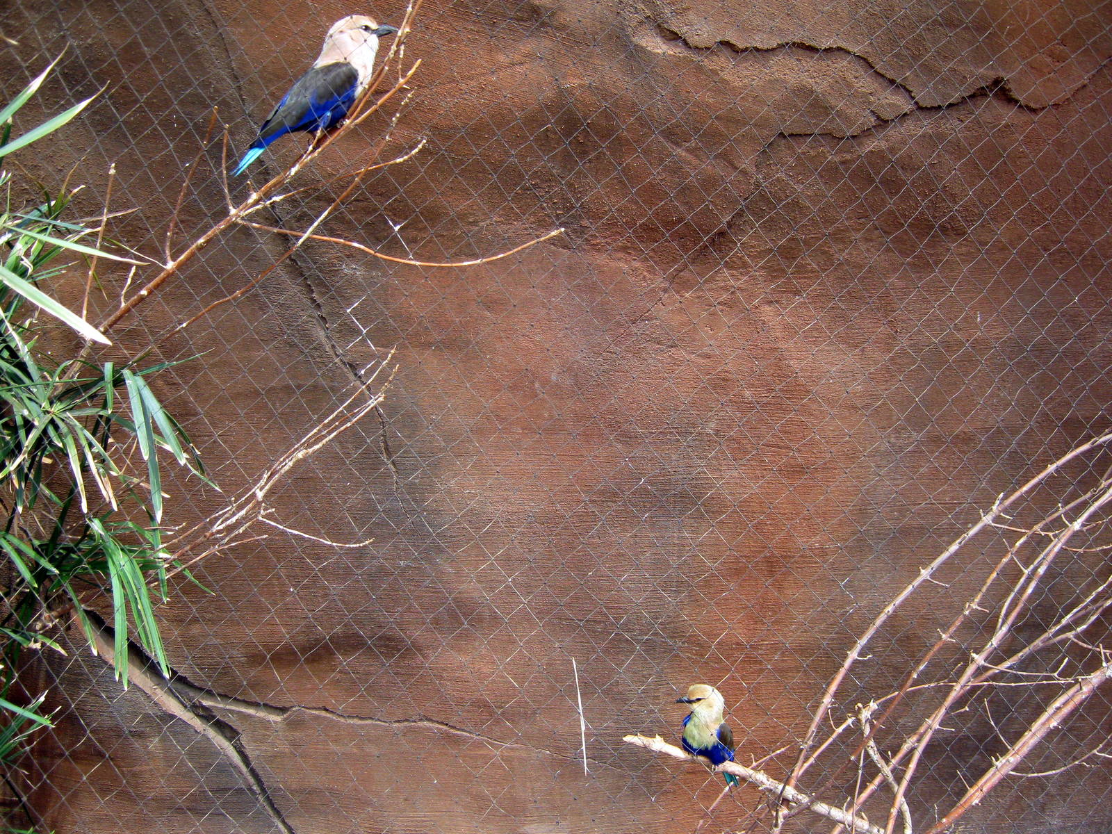 Desert Dome-Blue-bellied Rollers