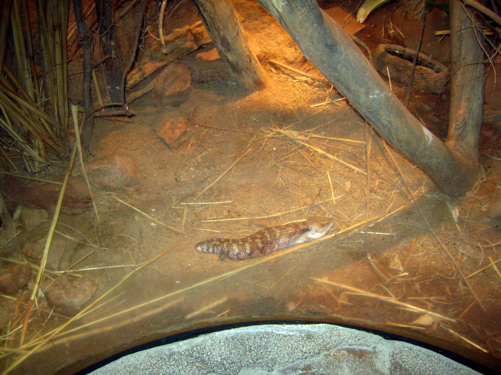 Desert Dome-Blue-tounged Skink
