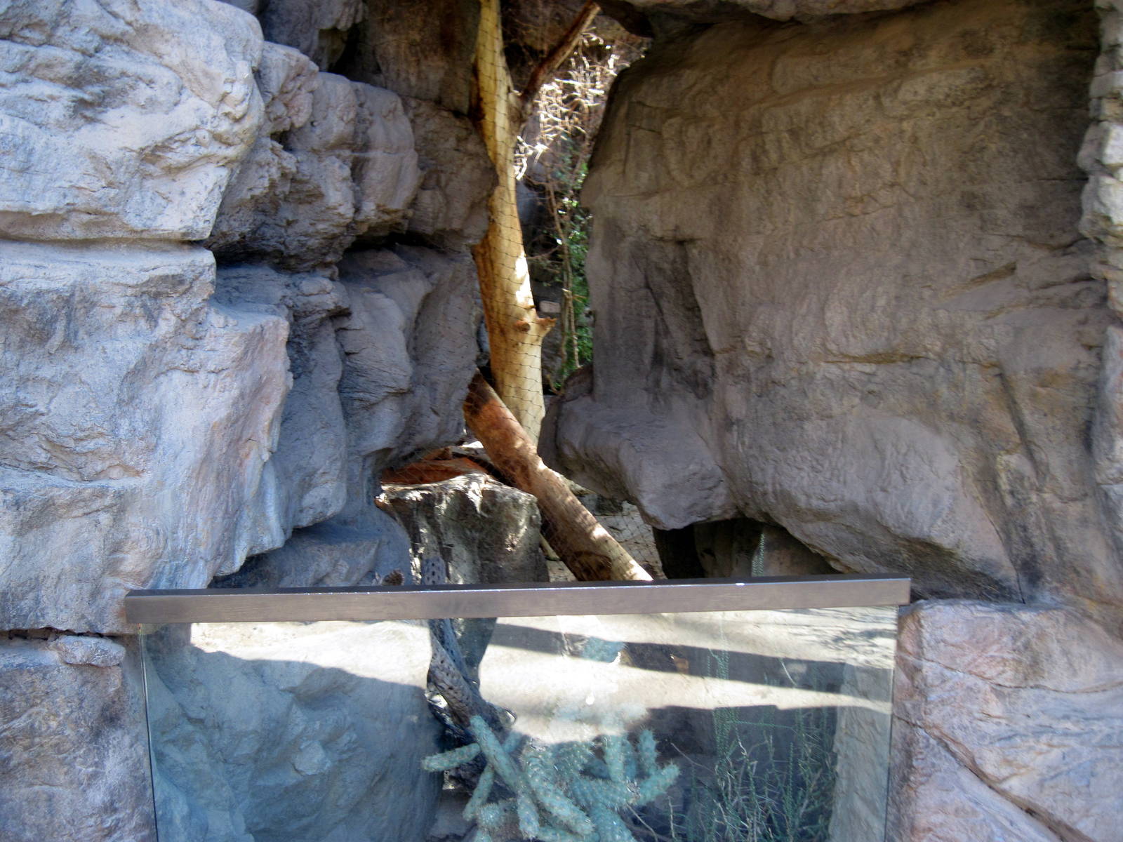 Desert Dome-Bobcat Exhibit
