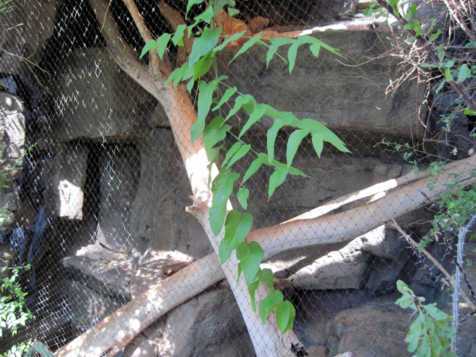 Desert Dome-Bobcat Exhibit