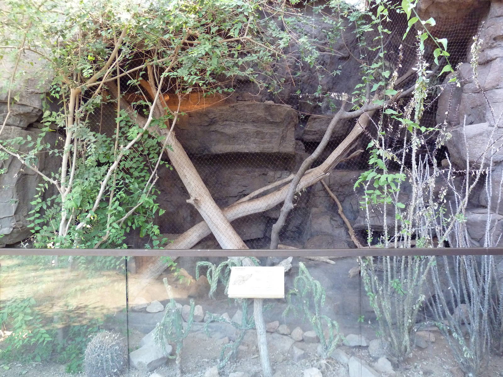 Desert Dome - Bobcat Exhibit