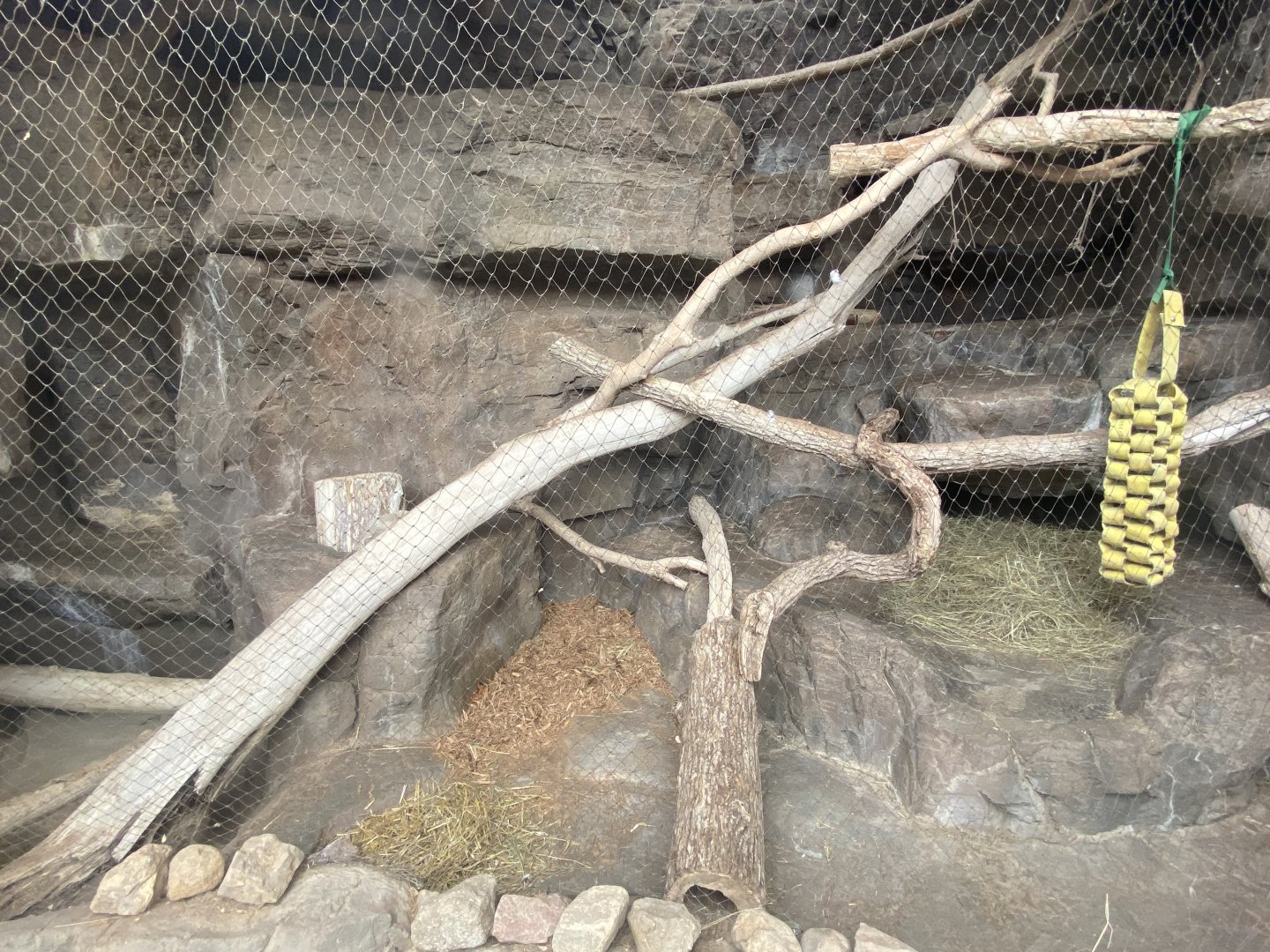 Desert Dome - Bobcat Exhibit