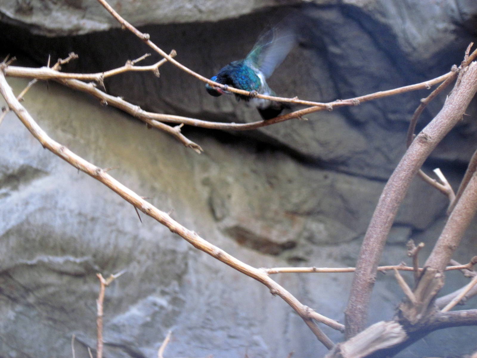Desert Dome-Broad-billed Hummingbird