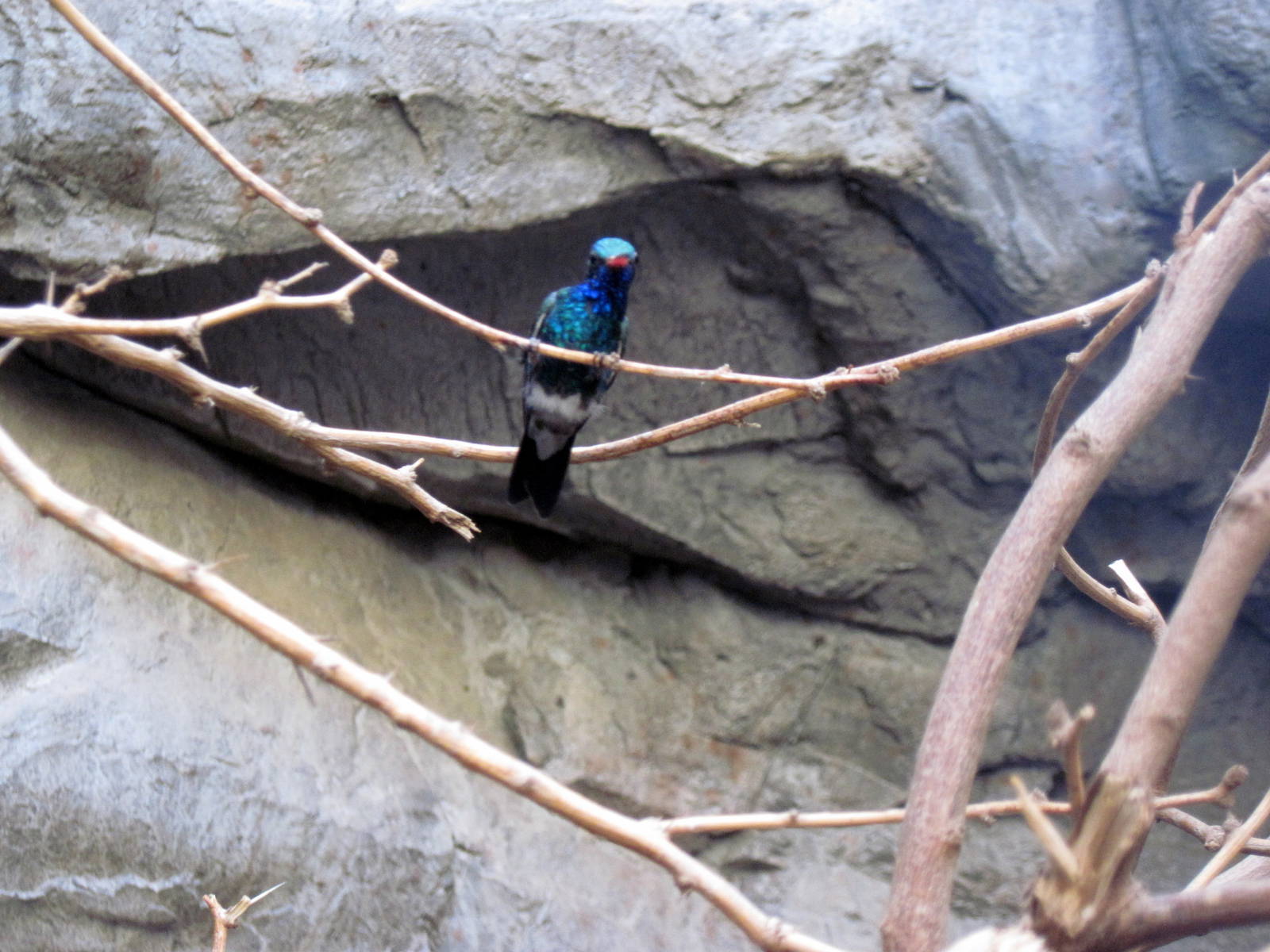 Desert Dome-Broad-billed Hummingbird