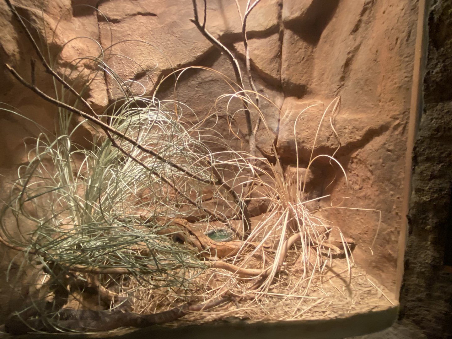 Desert Dome - Brown Tree Snake Terrarium