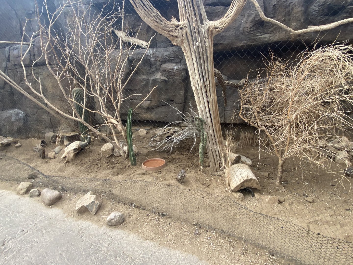 Desert Dome - Burrowing Owl/Roadrunner Exhibit