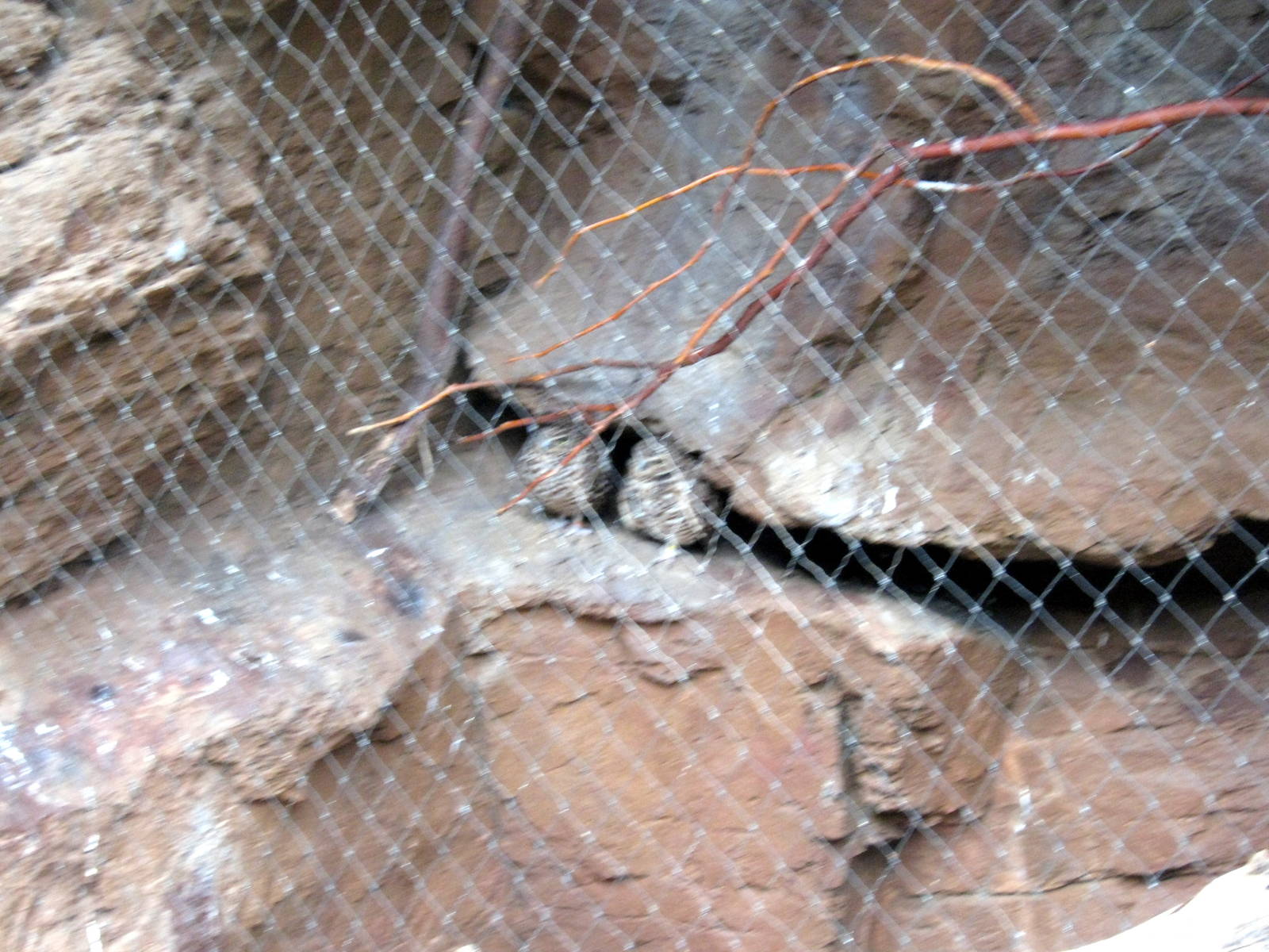 Desert Dome-Burrowing Owls