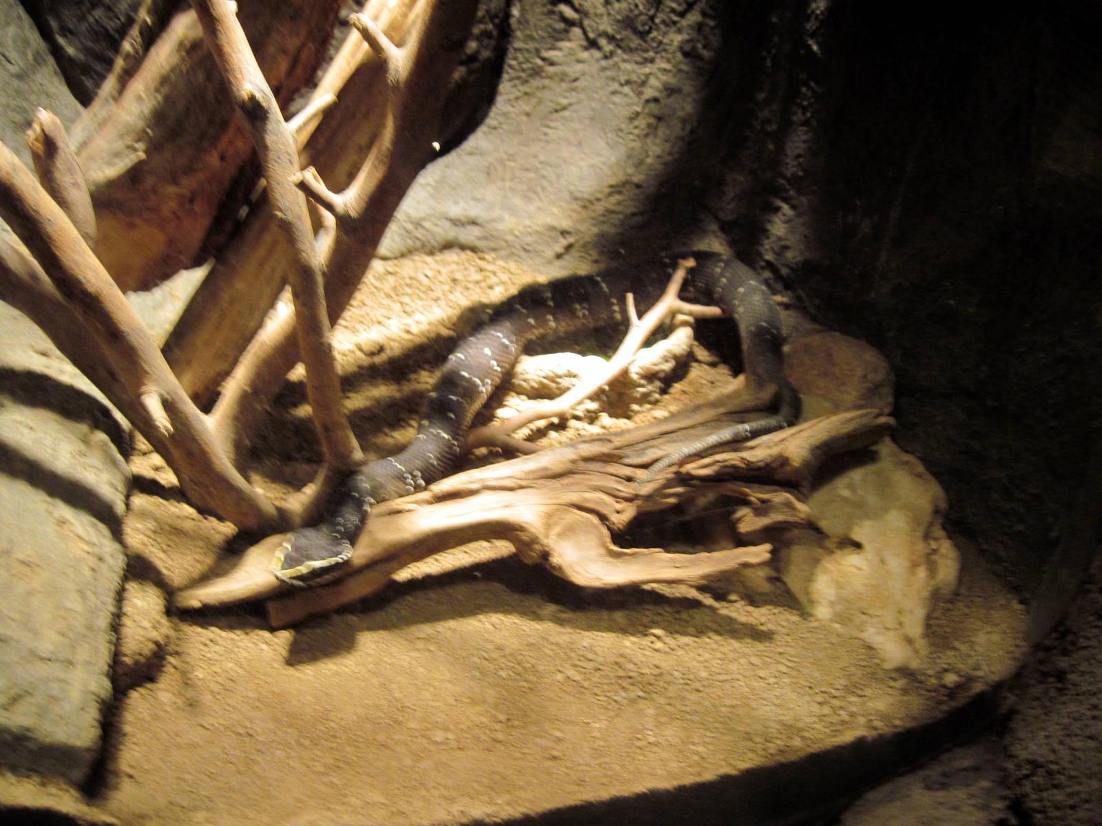 Desert Dome-Cantil Viper