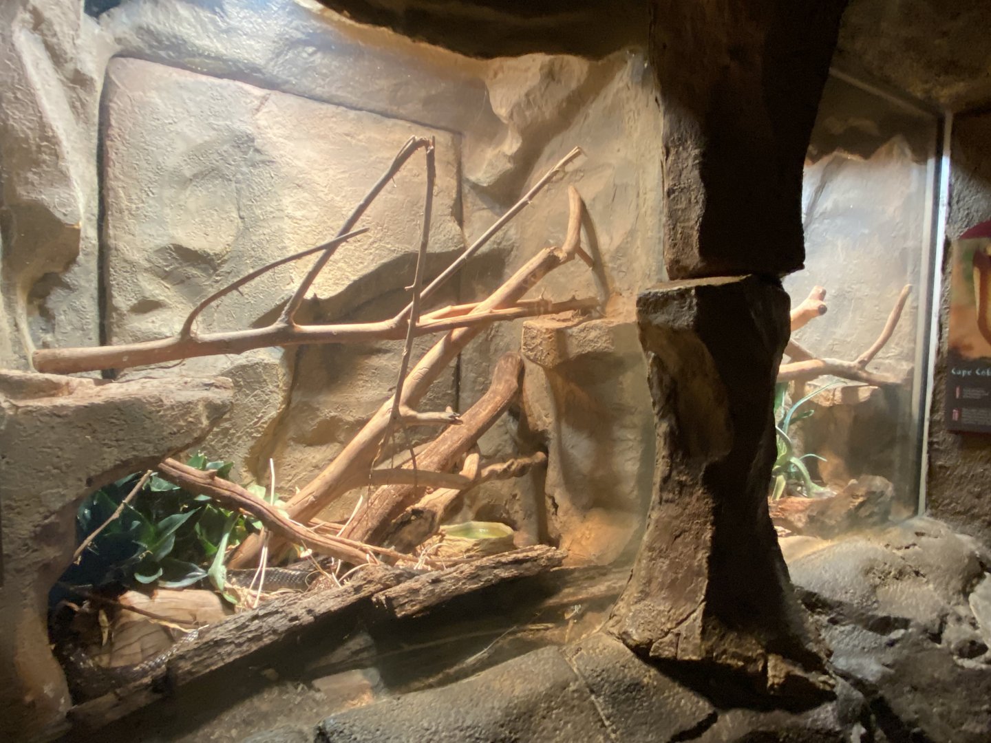 Desert Dome - Cape Cobra Terrariums