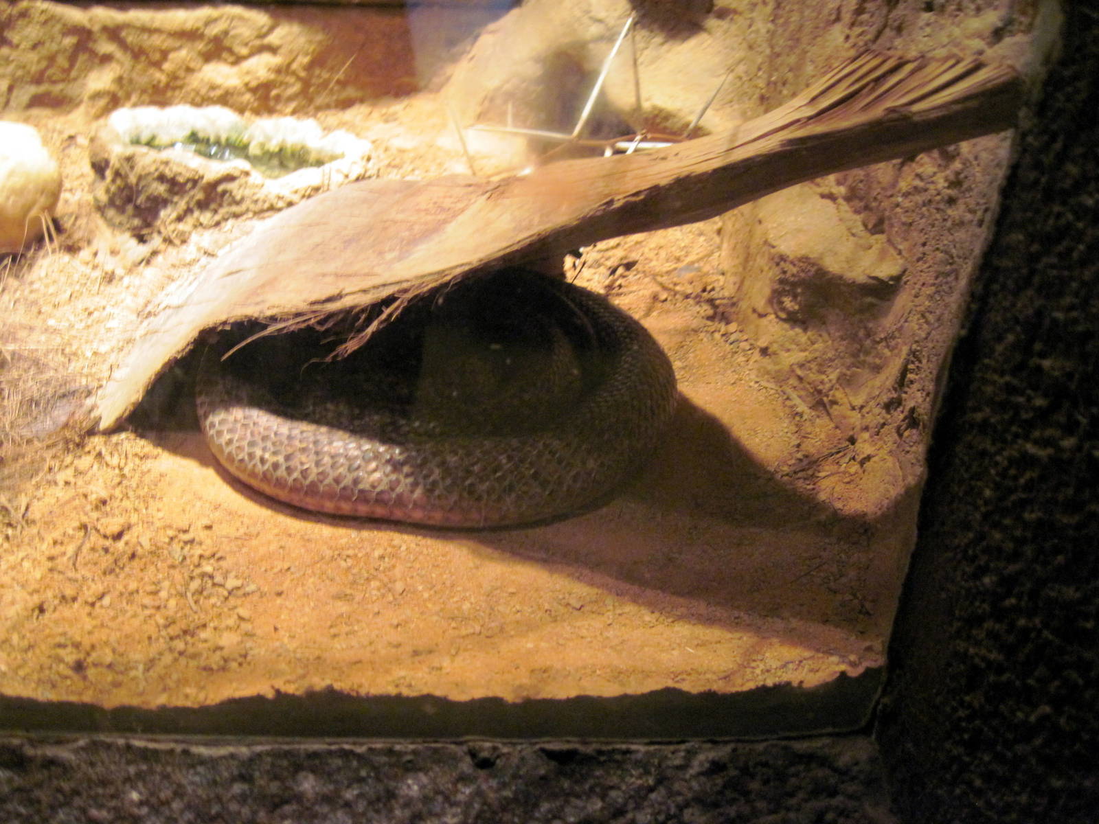 Desert Dome-Cape Cobra