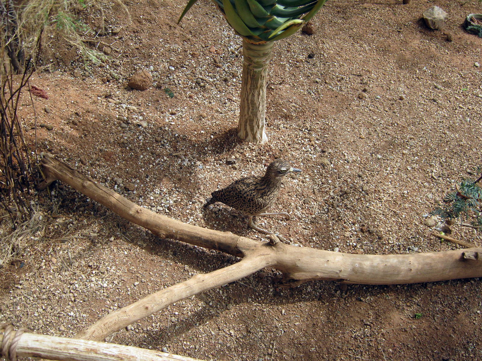 Desert Dome-Cape Thick-knee