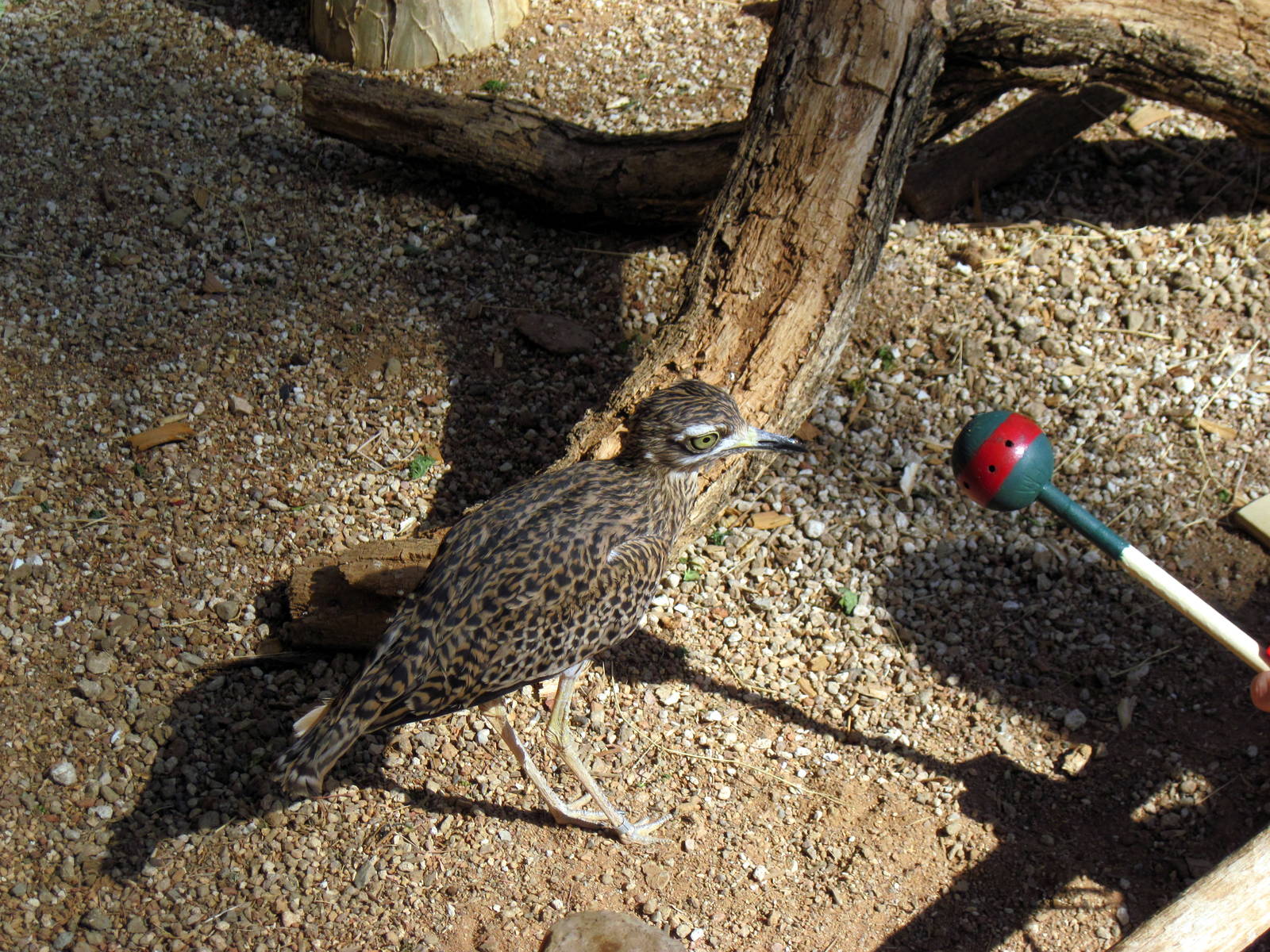 Desert Dome-Cape Thick-knee