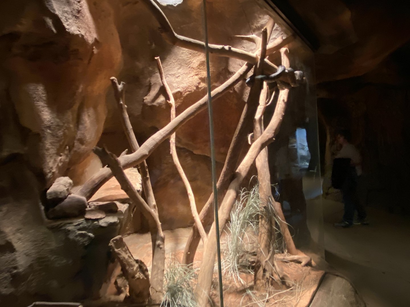 Desert Dome - Centralian Python Exhibit