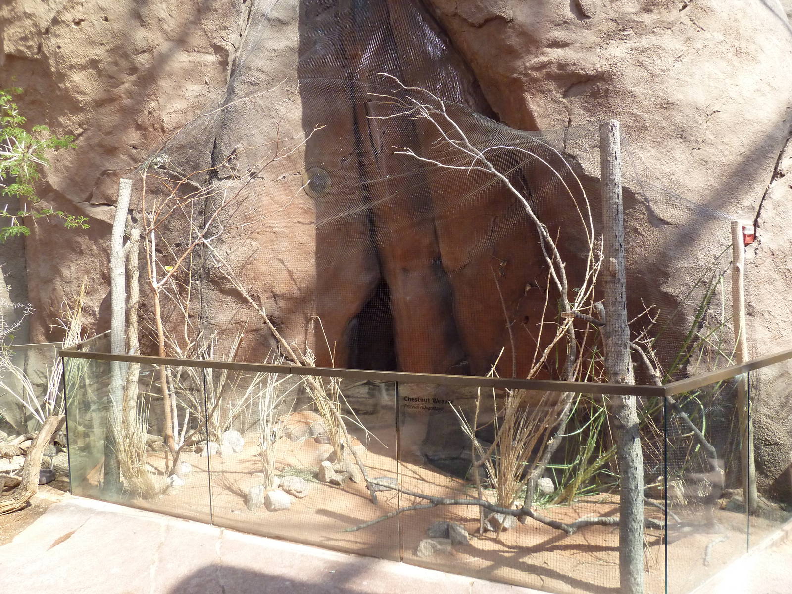 Desert Dome - Chestnut Weaver Exhibit
