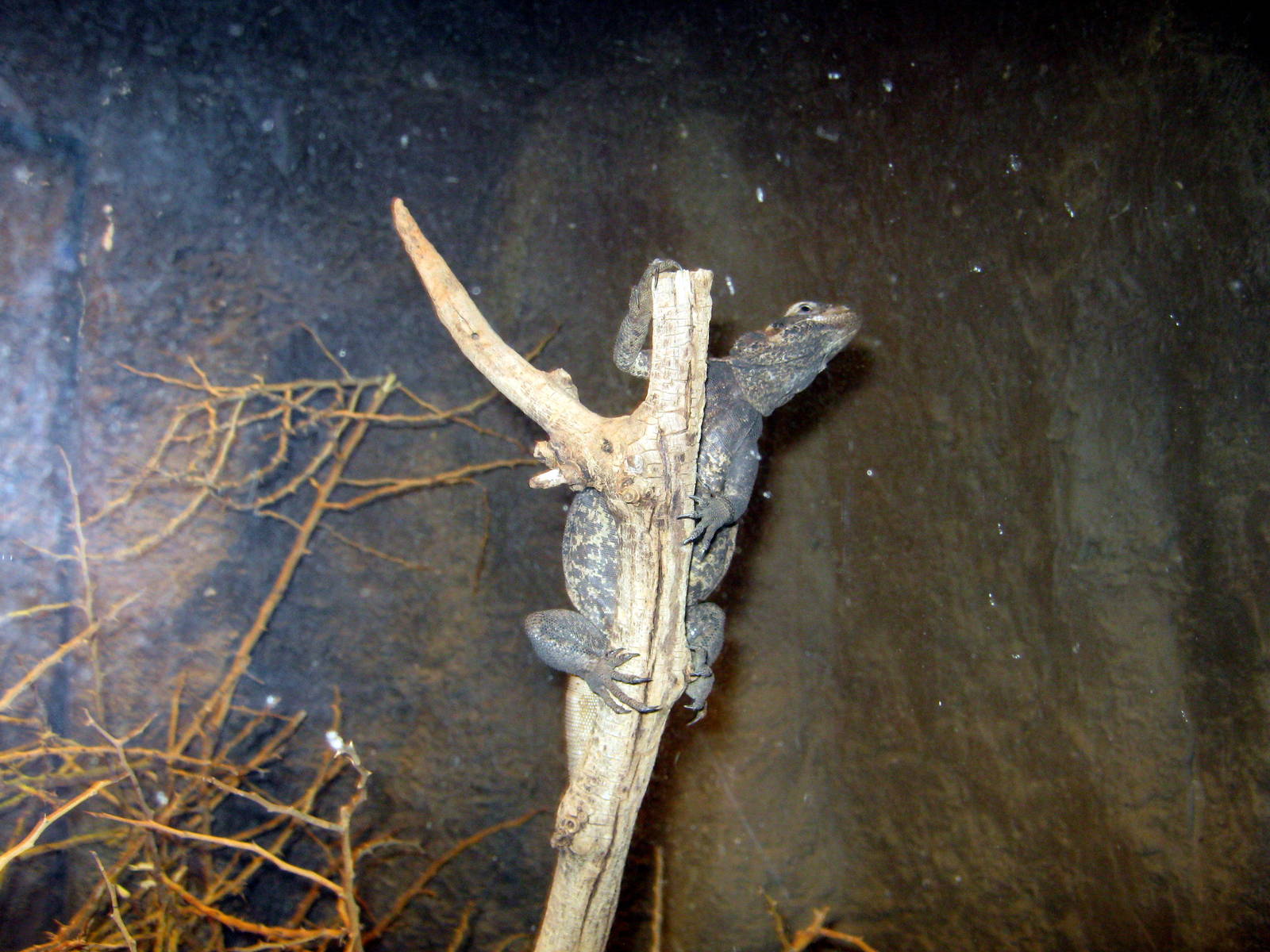 Desert Dome-Chuckwalla