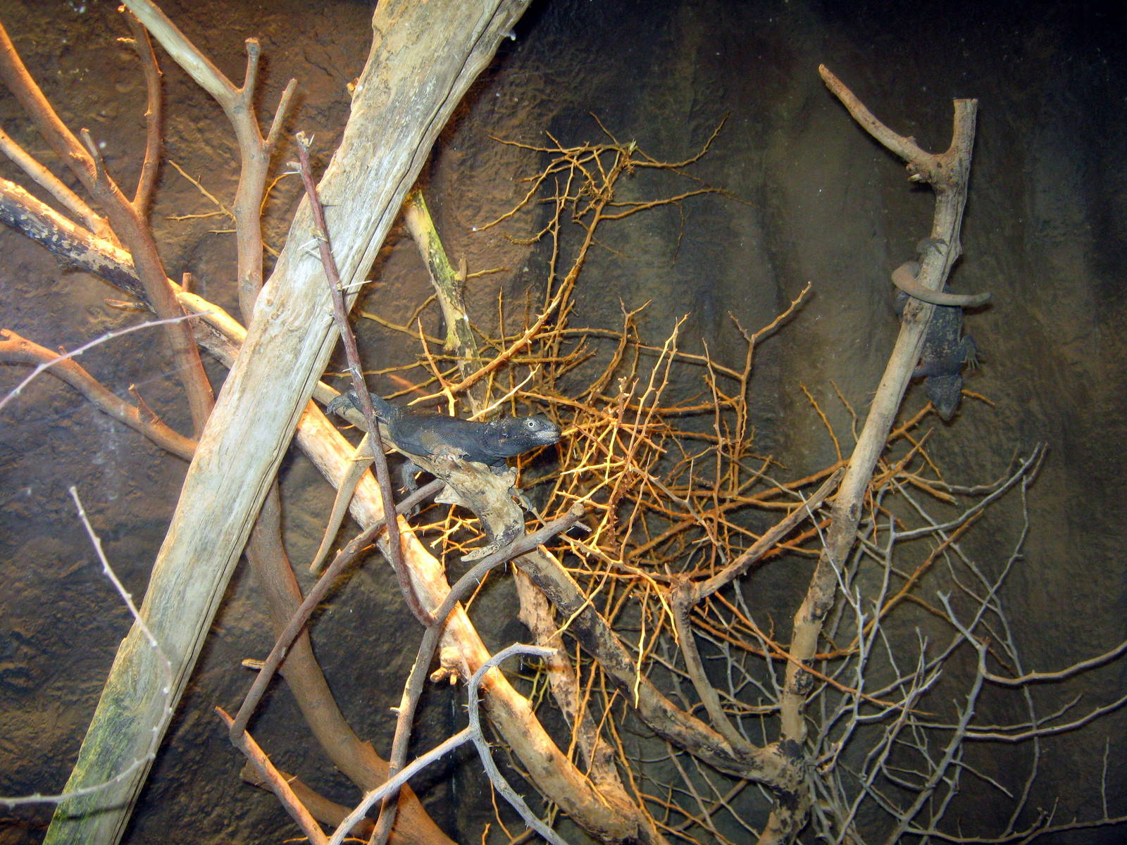 Desert Dome-Chuckwalla