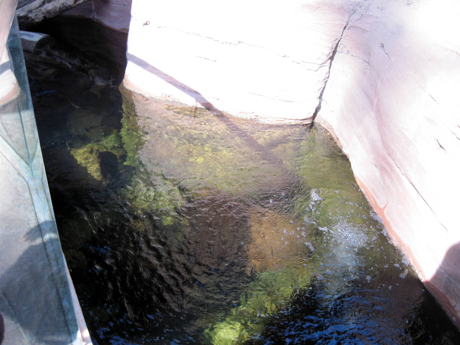 Desert Dome-Ciclid and Turtle Exhibit