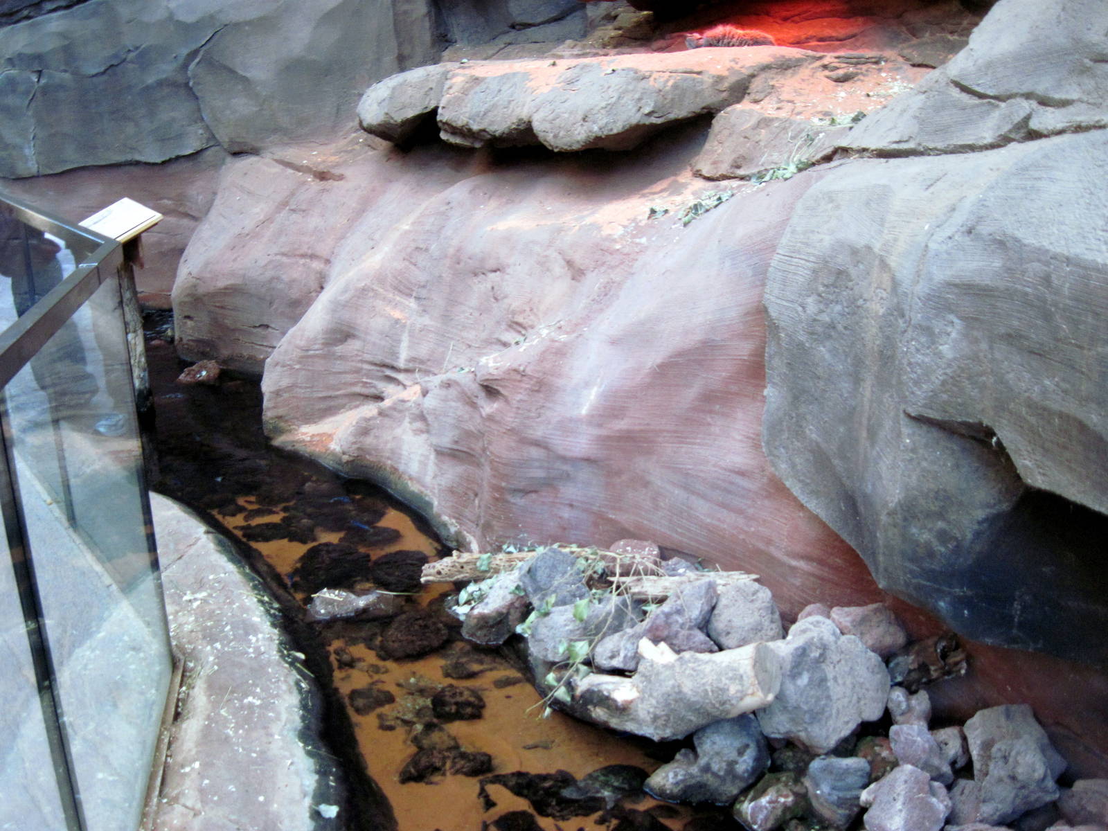Desert Dome-Ciclid and Turtle Exhibit