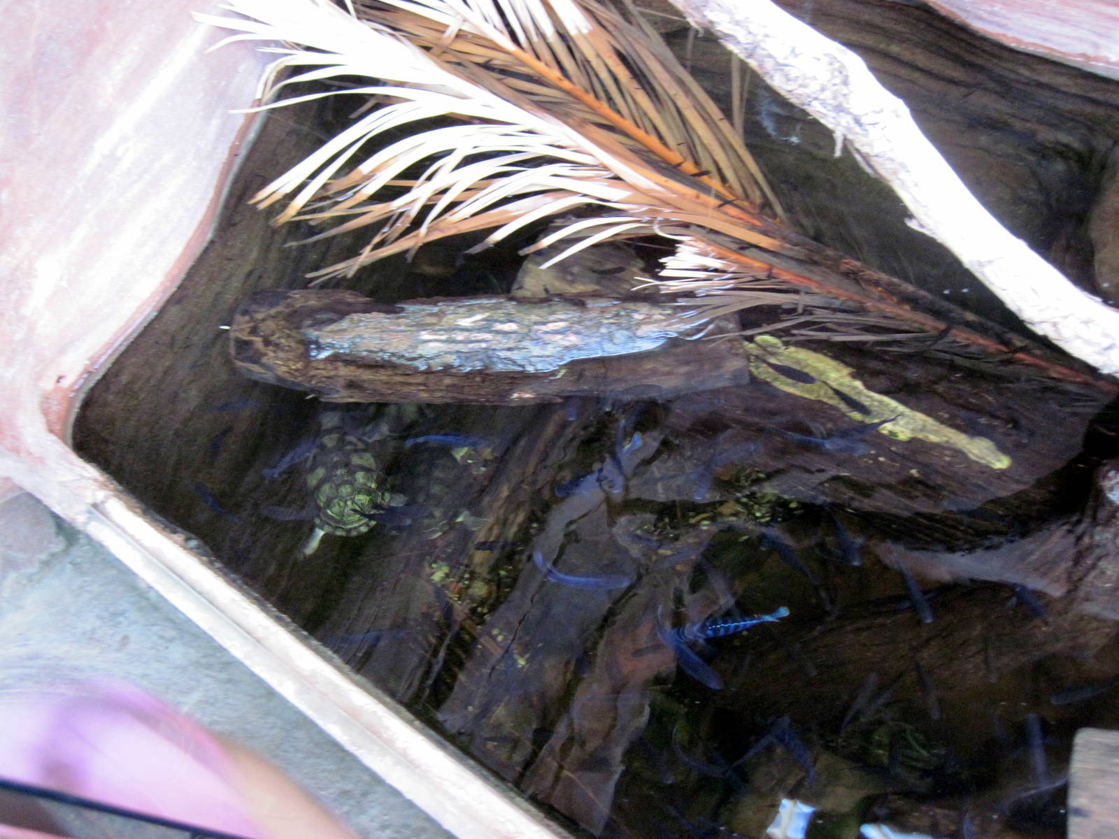 Desert Dome-Ciclids and Turtle