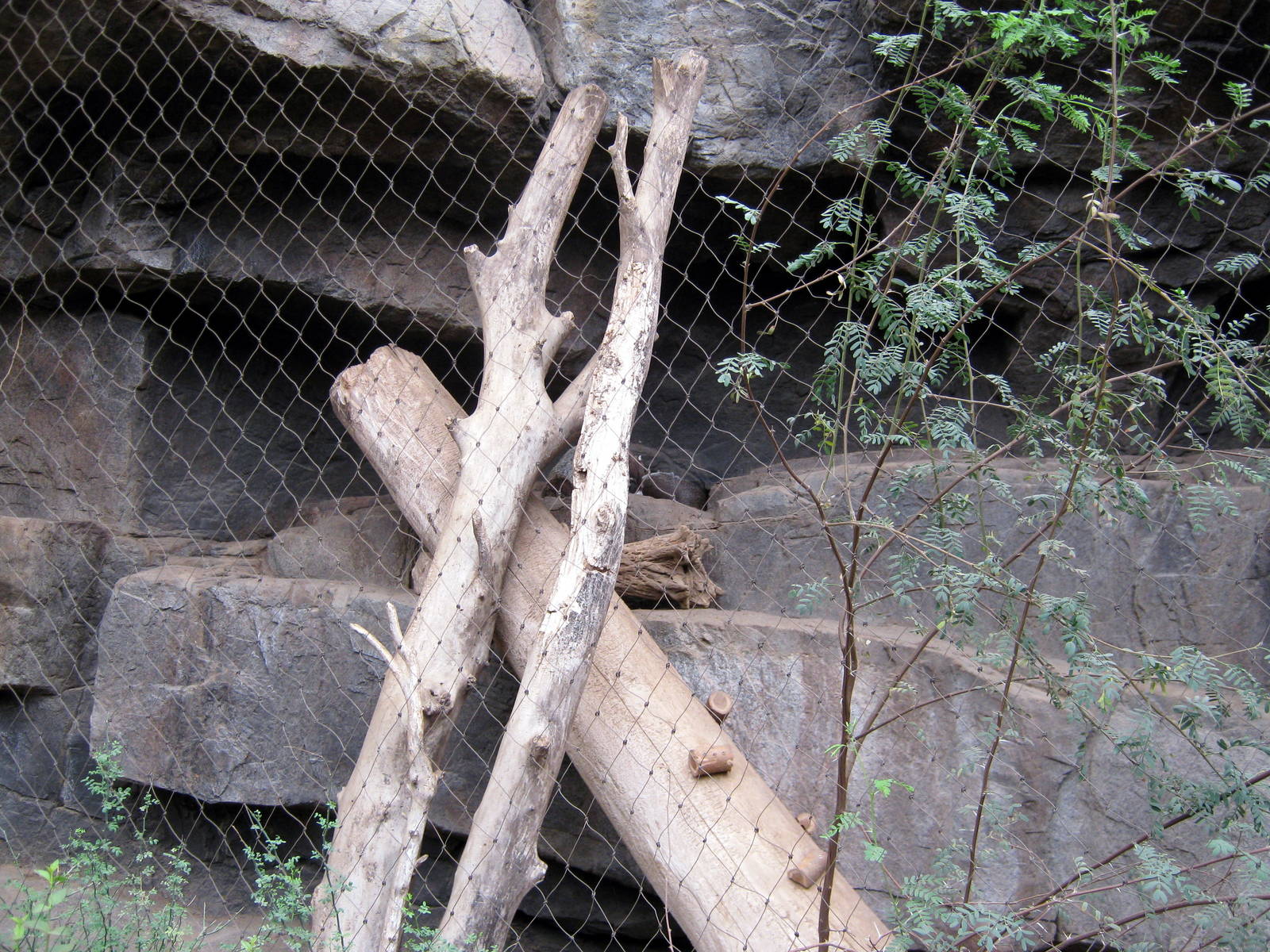 Desert Dome-Coati Exhibit