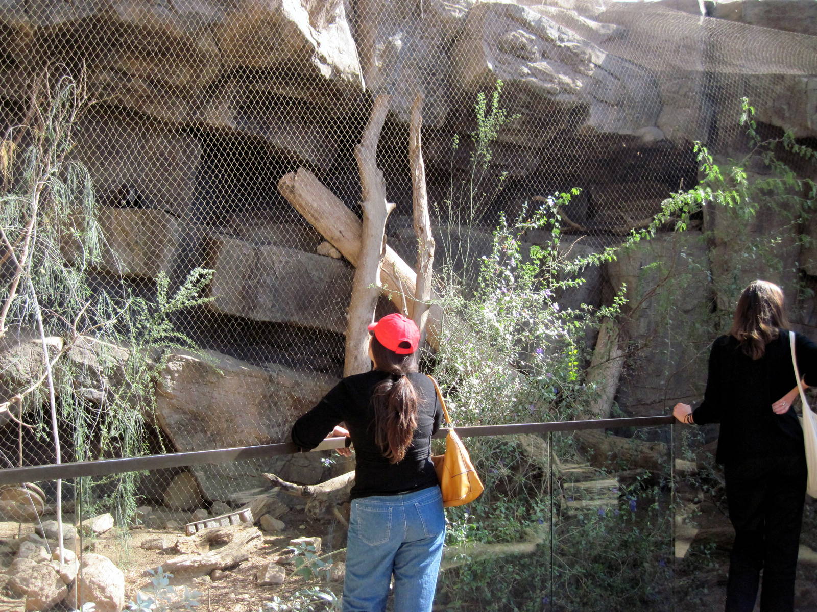 Desert Dome-Coati Exhibit