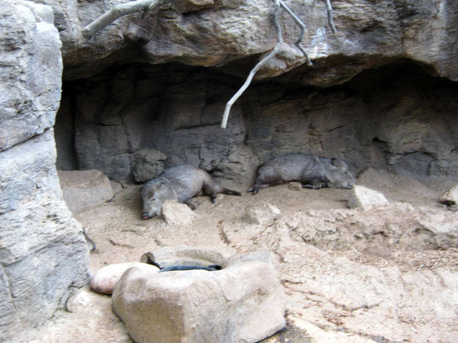 Desert Dome-Collard Peccaries