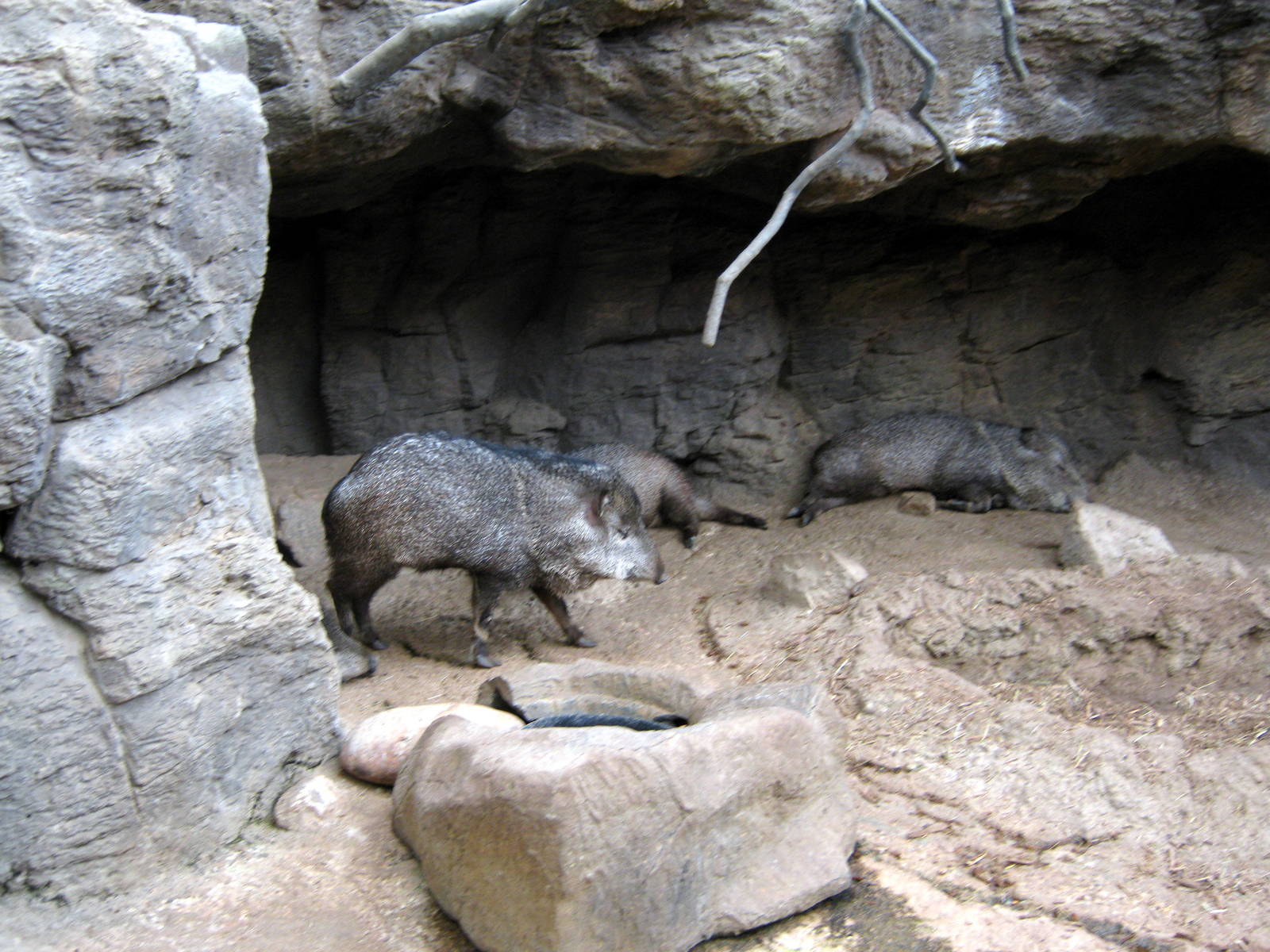 Desert Dome-Collard Peccaries