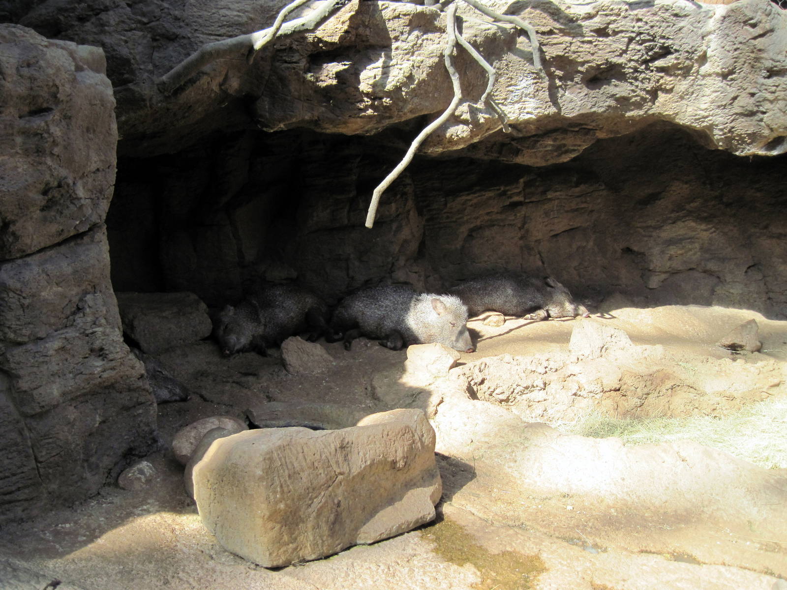 Desert Dome-Collared Peccaries