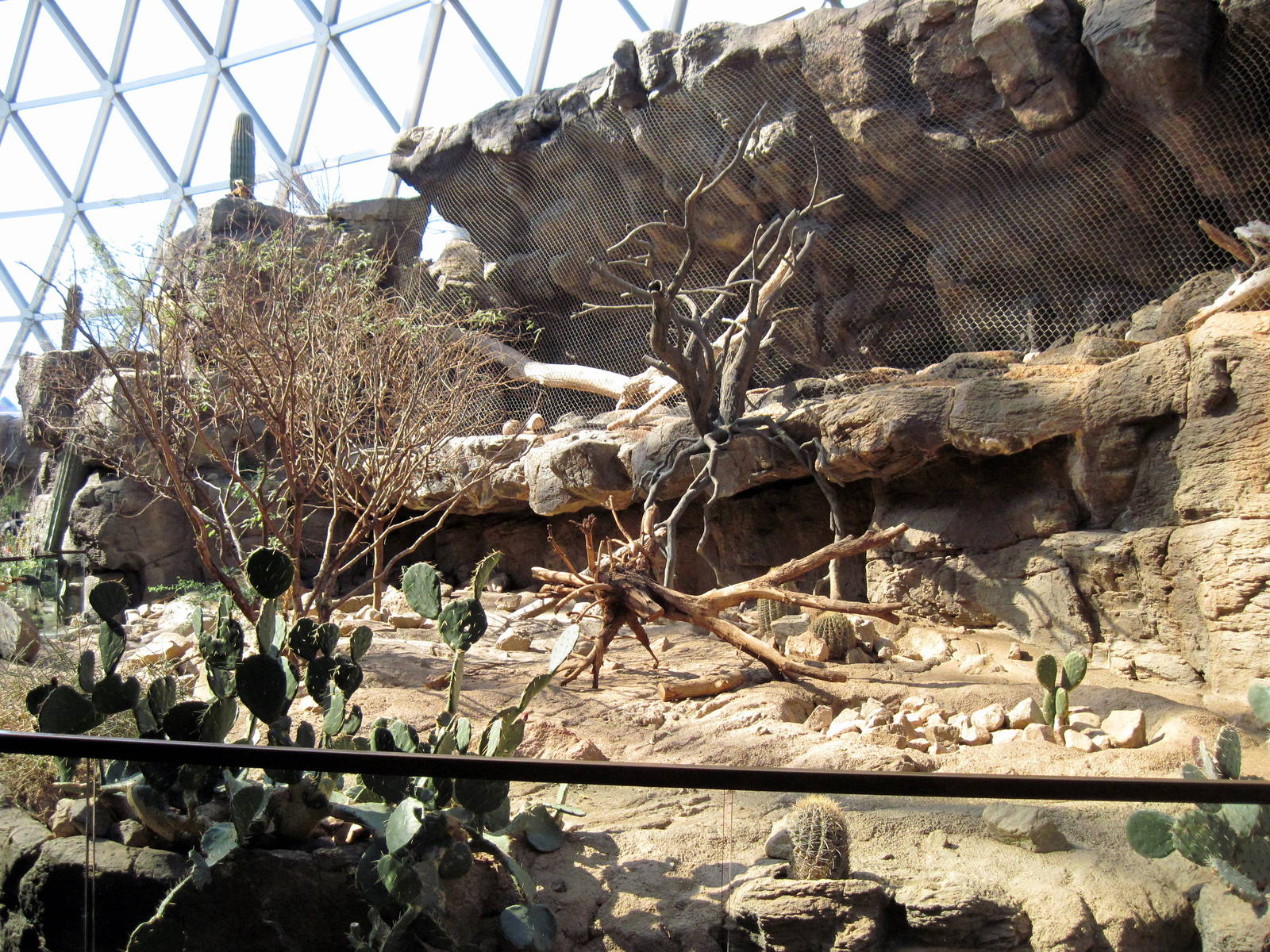Desert Dome-Collared Peccary and Ocelot Exhibits