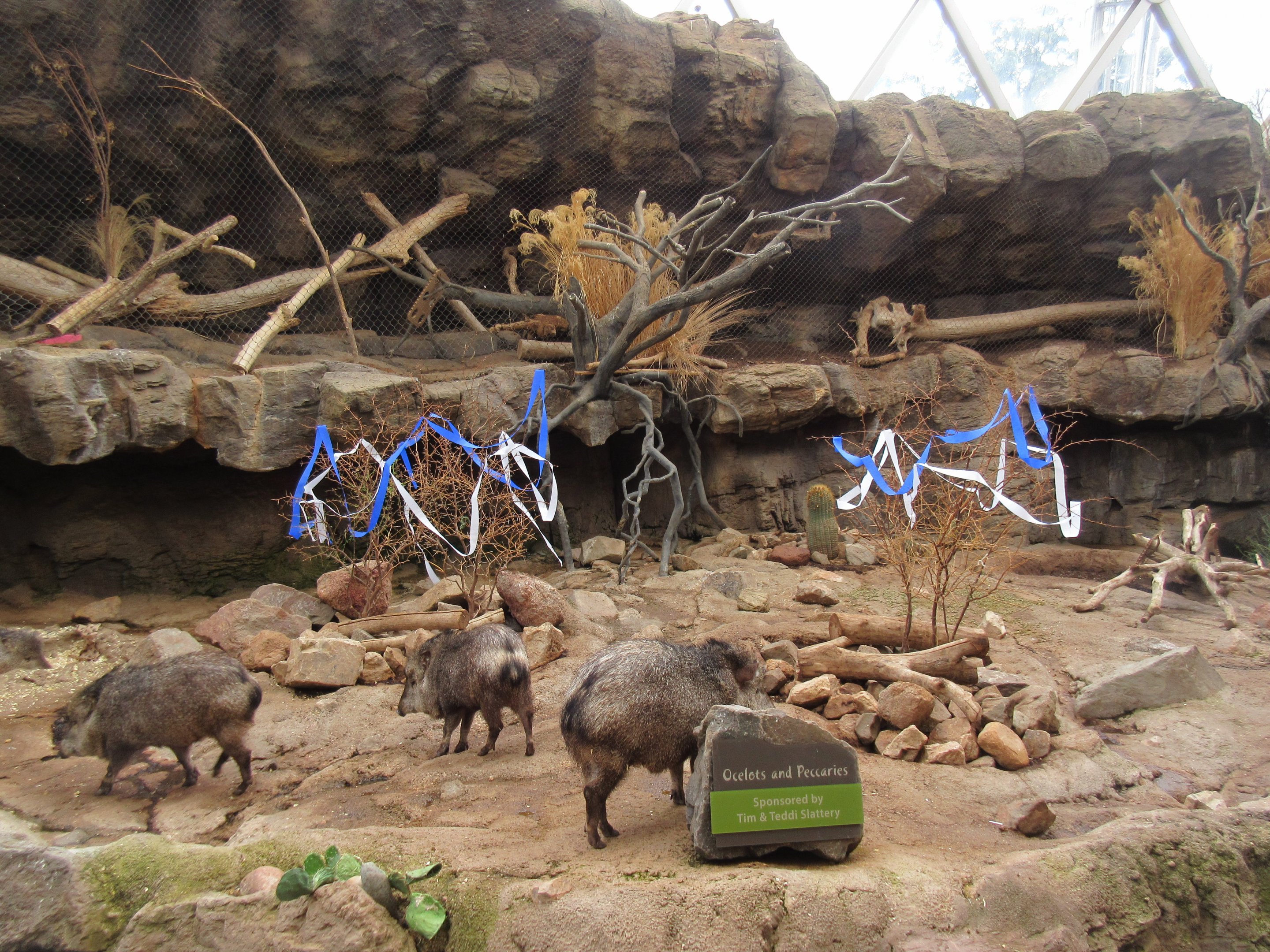 Desert Dome - Collared Peccary + Ocelot Exhibits