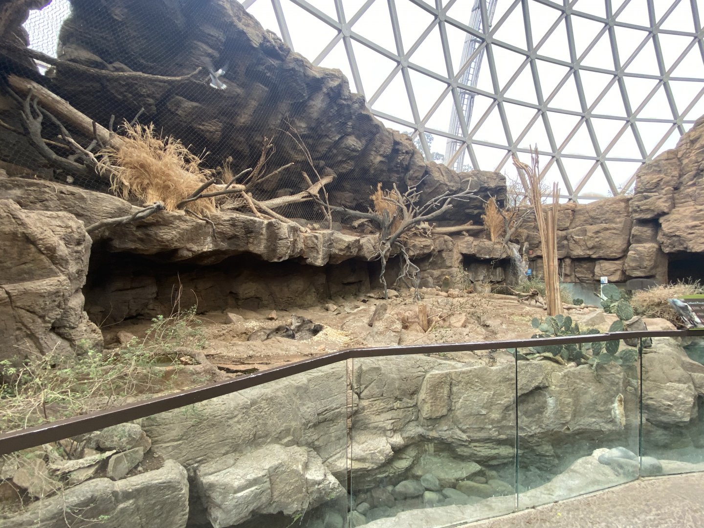 Desert Dome - Collared Peccary & Ocelot Exhibits
