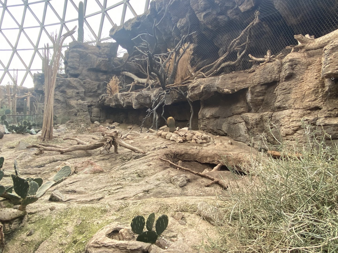 Desert Dome - Collared Peccary & Ocelot Exhibits