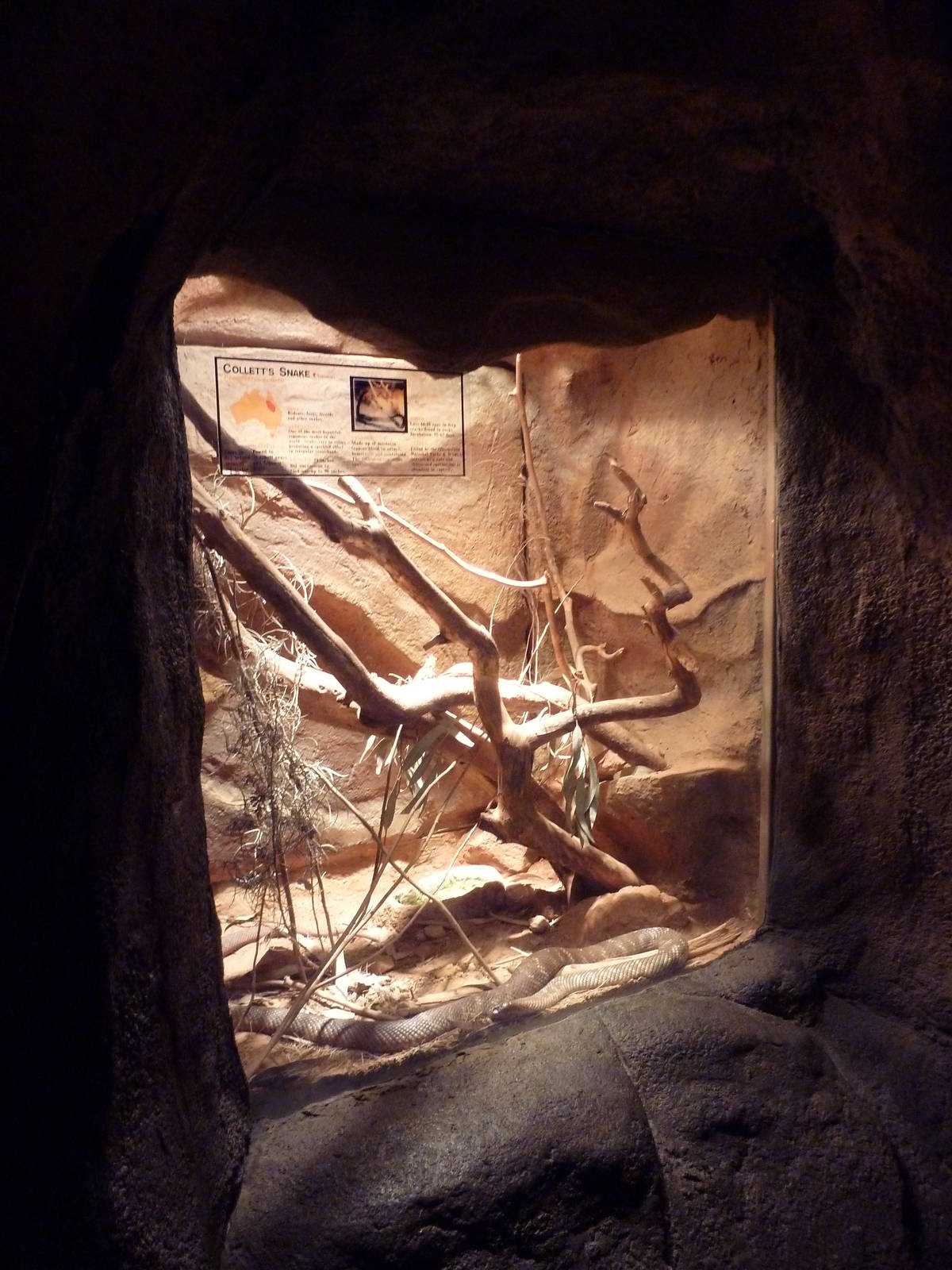 Desert Dome - Collett's Snake Exhibit