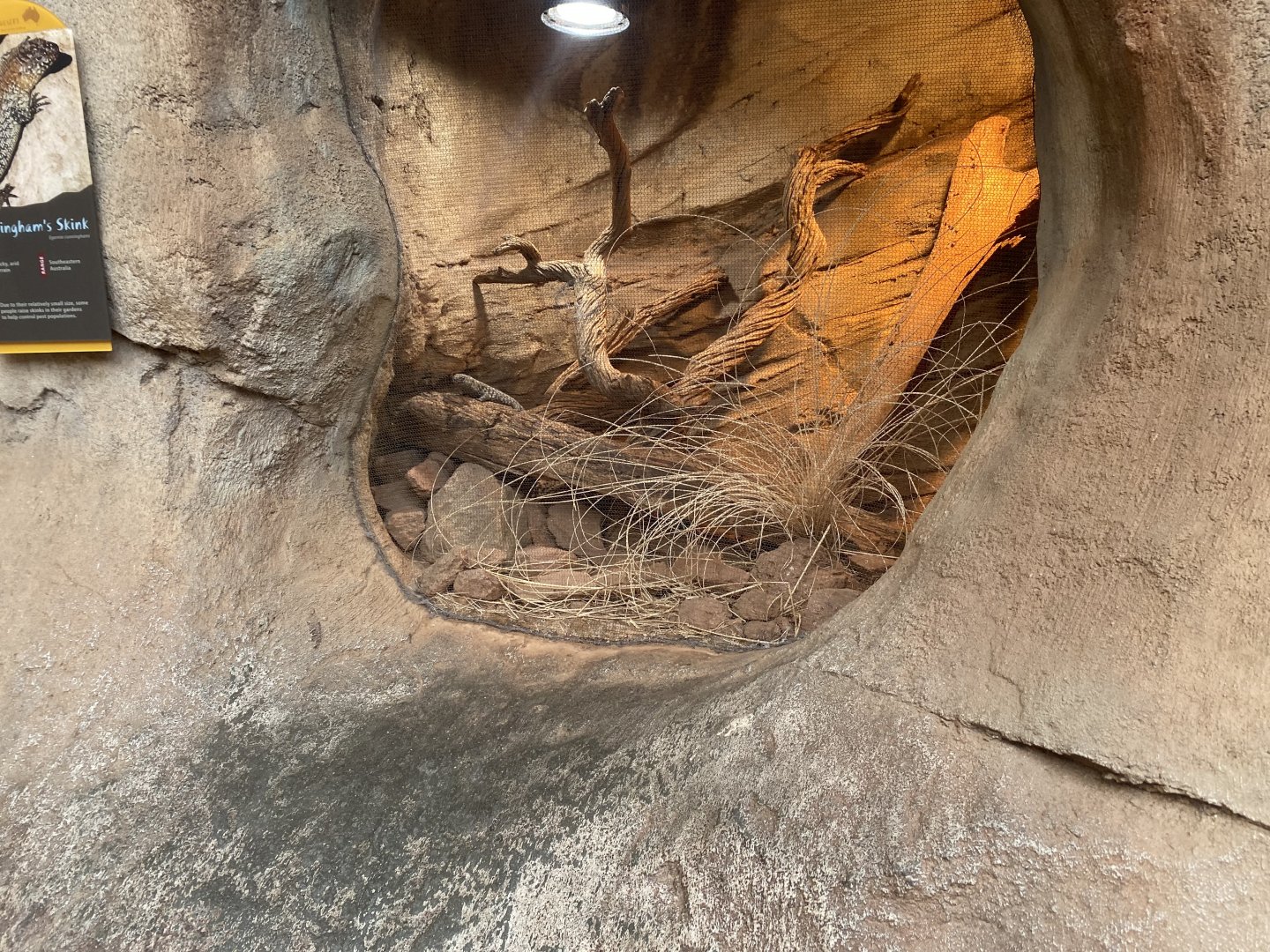 Desert Dome - Cunningham’s Skink Terrarium