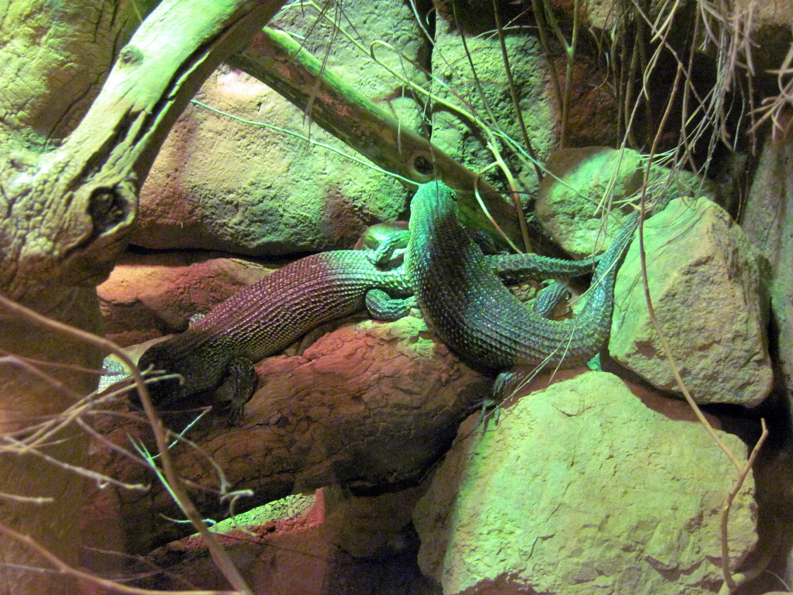 Desert Dome-Cunningham's Skink