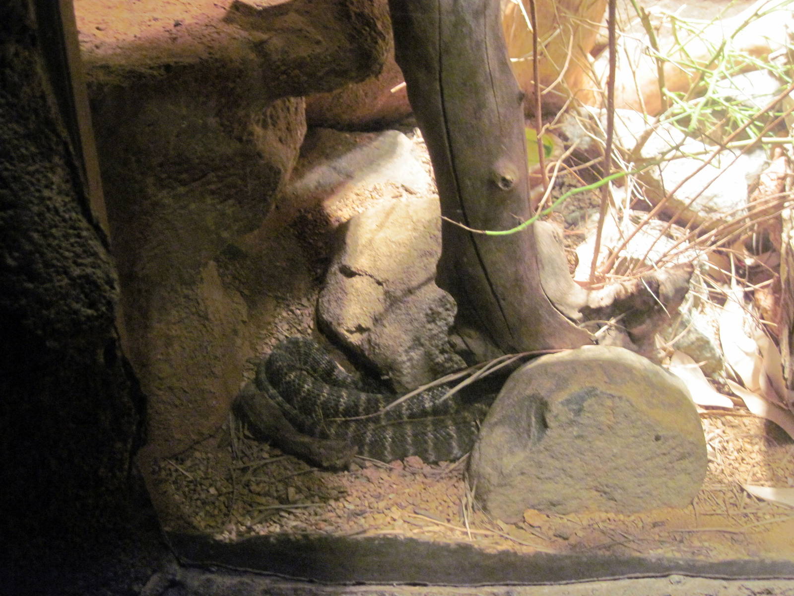 Desert Dome-Death Adder
